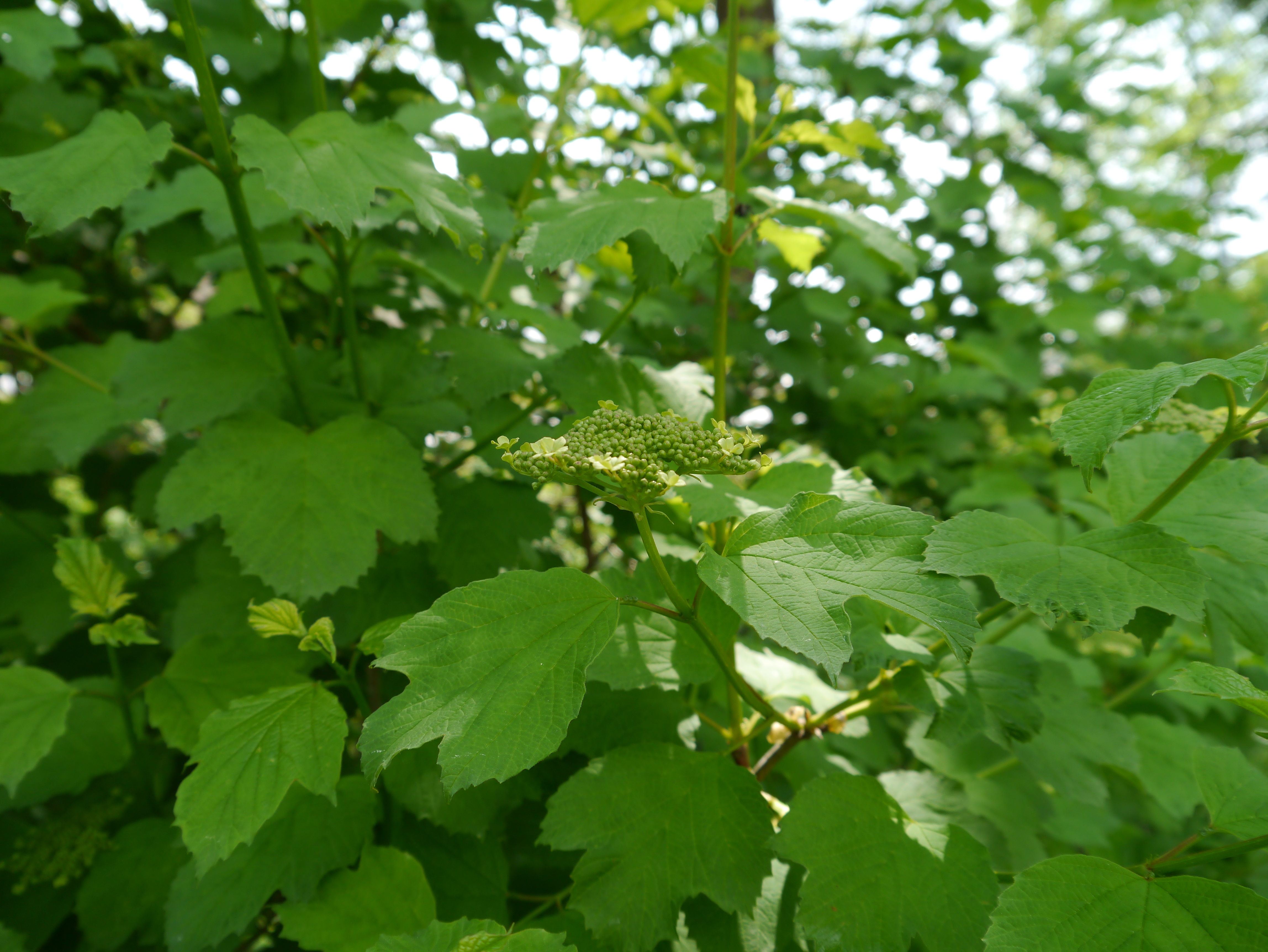 11052013094949 306 art 277 viburnum opulus6