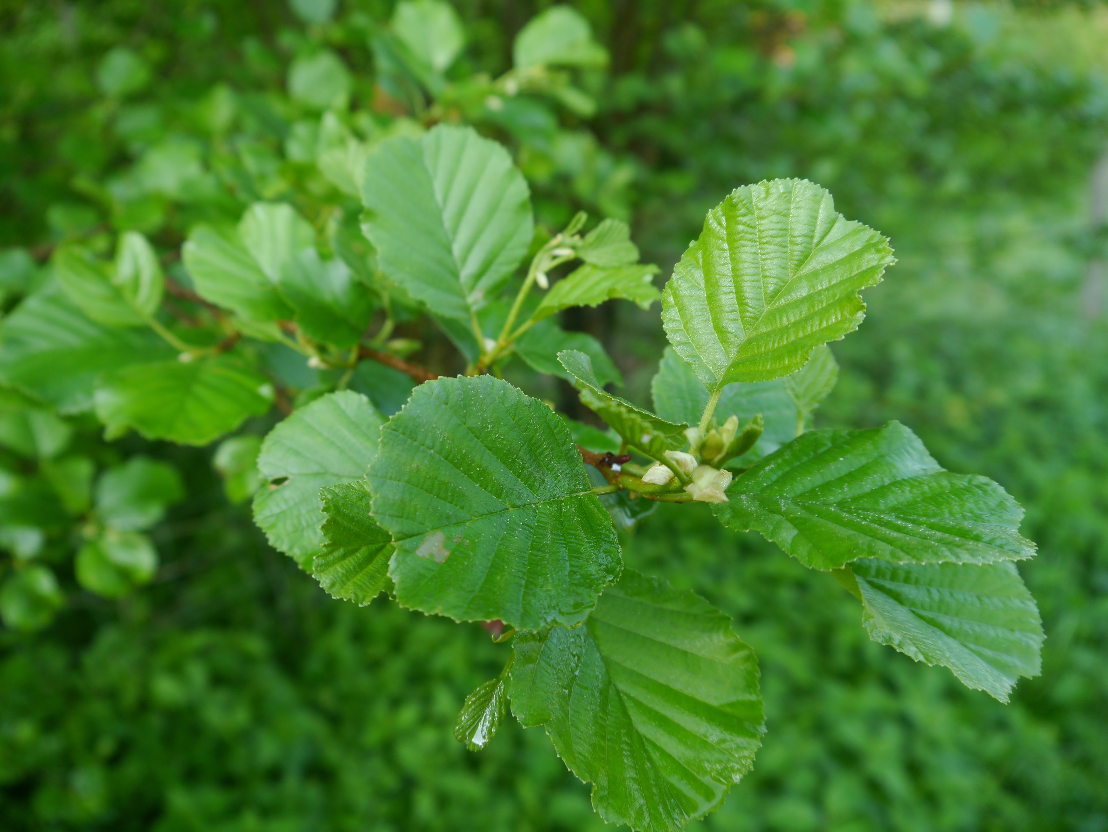 11052013095507 307 art 199 alnus glutinosa3