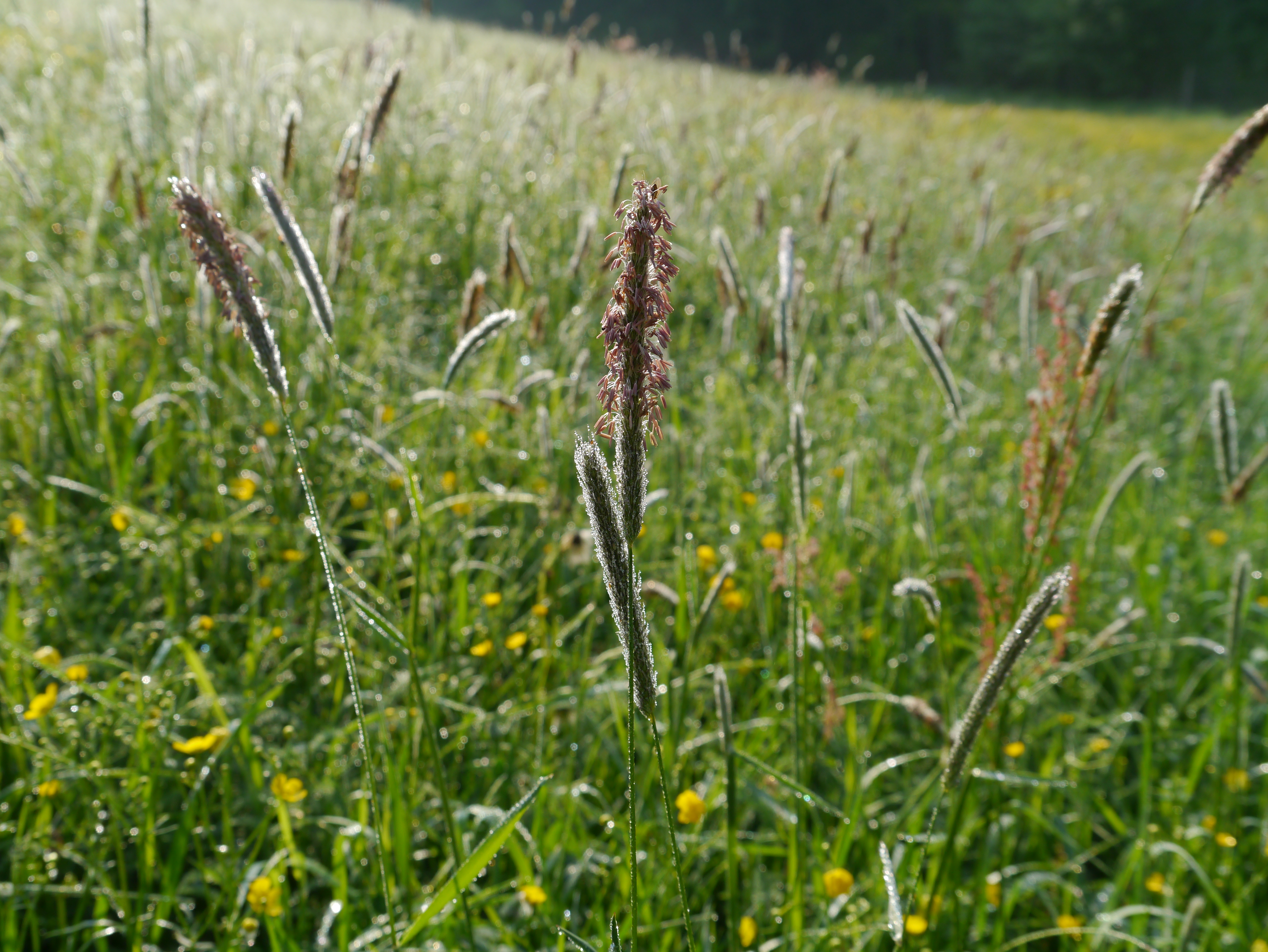 11052013100245 308 art 322 alopecurus pratensis2