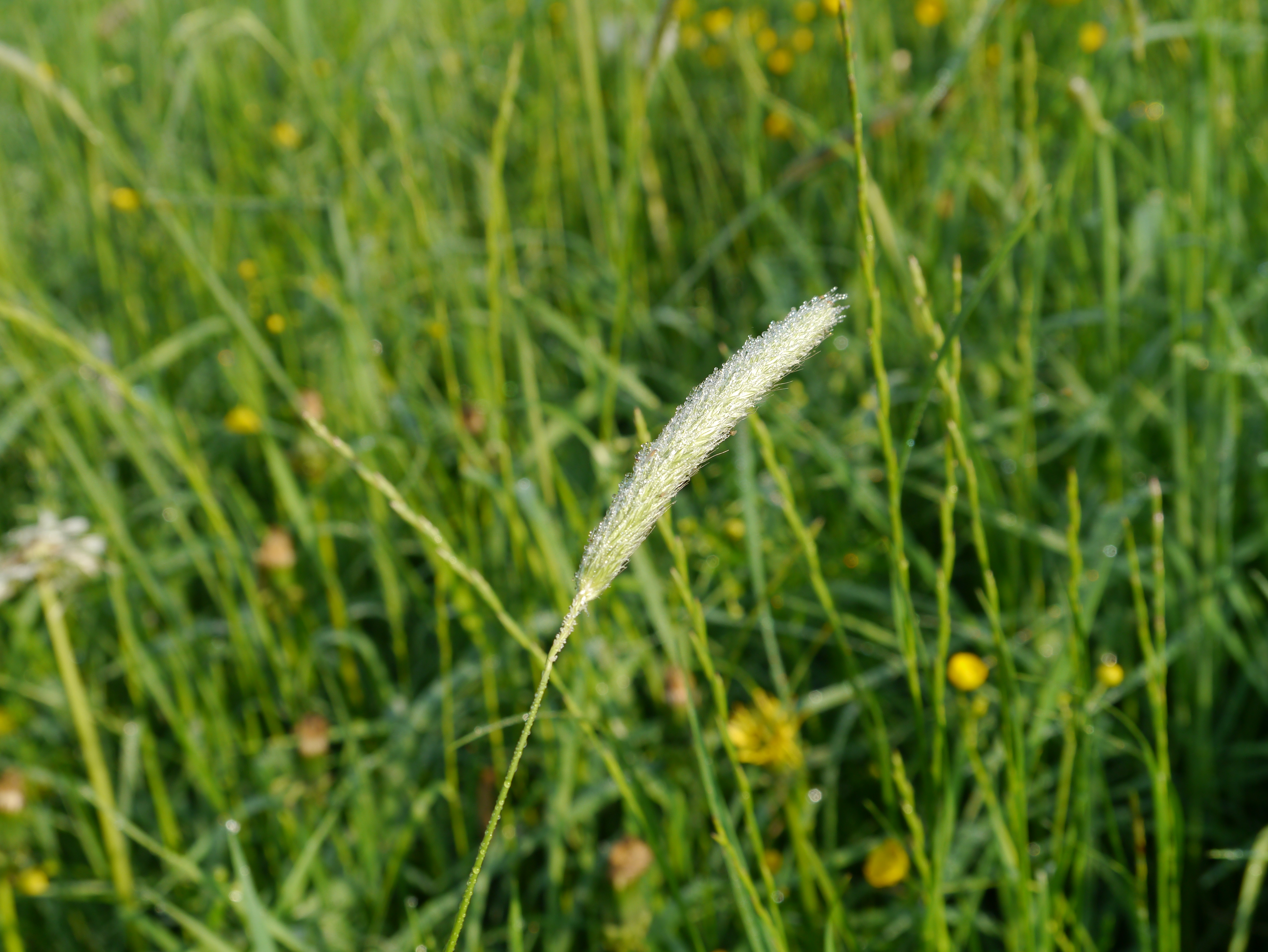 11052013100429 309 art 322 alopecurus pratensis3