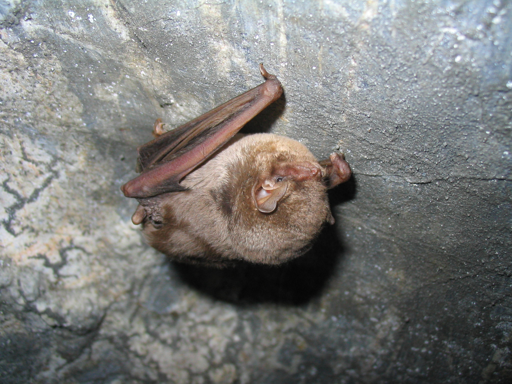 11052013130307 311 art 347 langfluegelfledermaus gebhardt 01