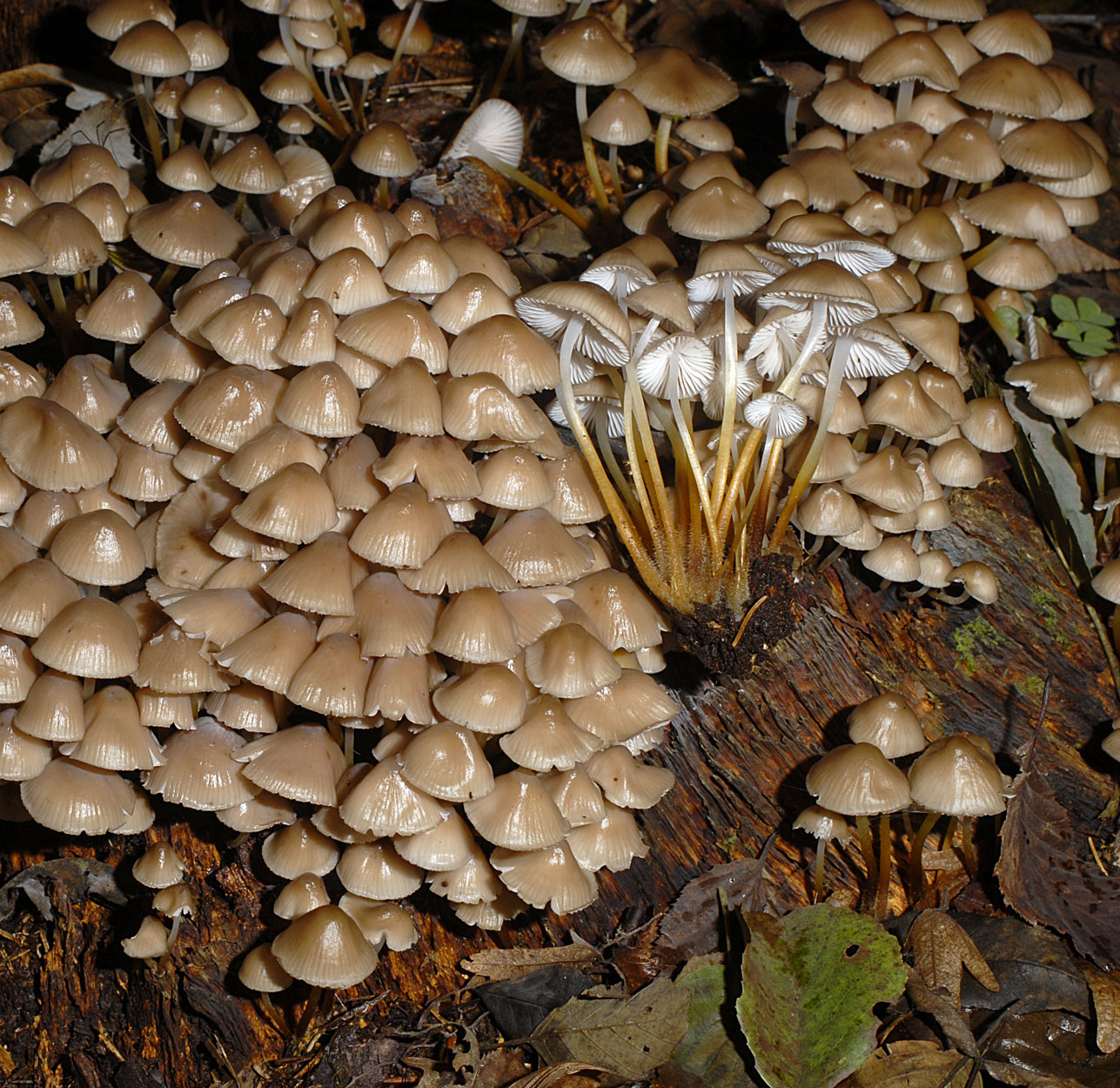 11052013145124 312 art 352 6983 myc inclinata e6 kopie