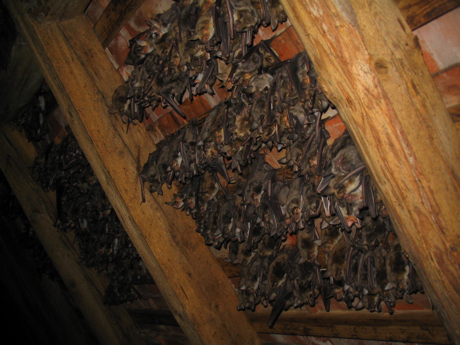 11052013145803 313 art 349 mausohr feldbach gebhardt 01