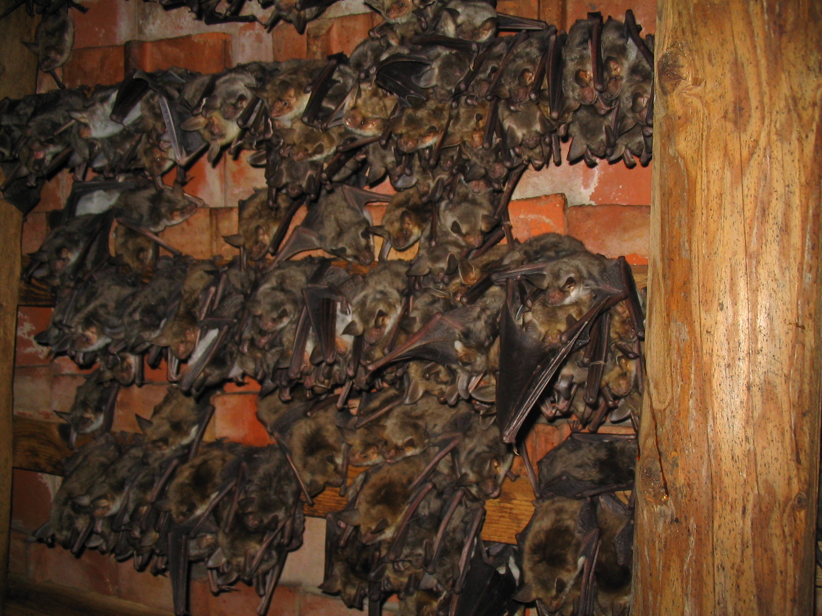 11052013145936 314 art 349 mausohr feldbach gebhardt 02