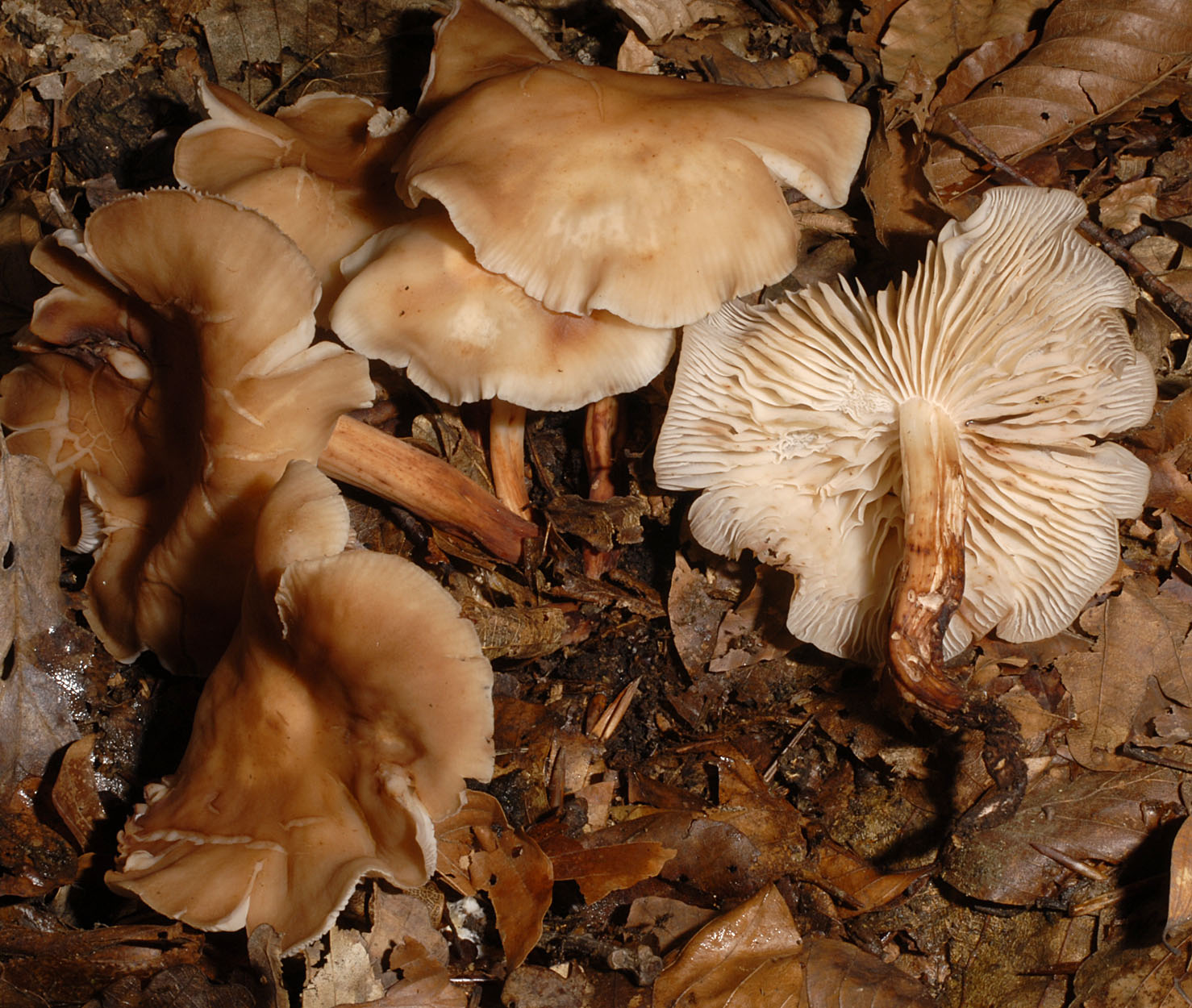 11052013151209 315 art 354 6490 gym fusipes e16 kopie