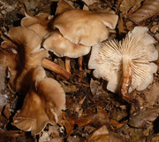 Spindelfüßiger Rübling