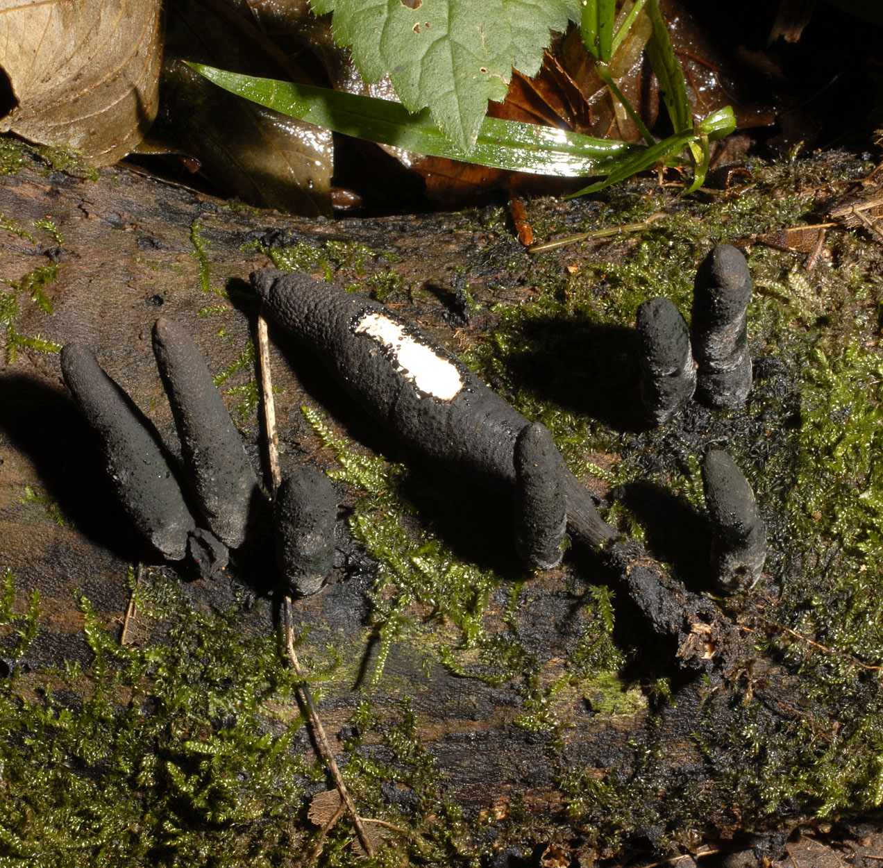 11052013152541 316 art 357 6821 xyl longipes e46 kopie