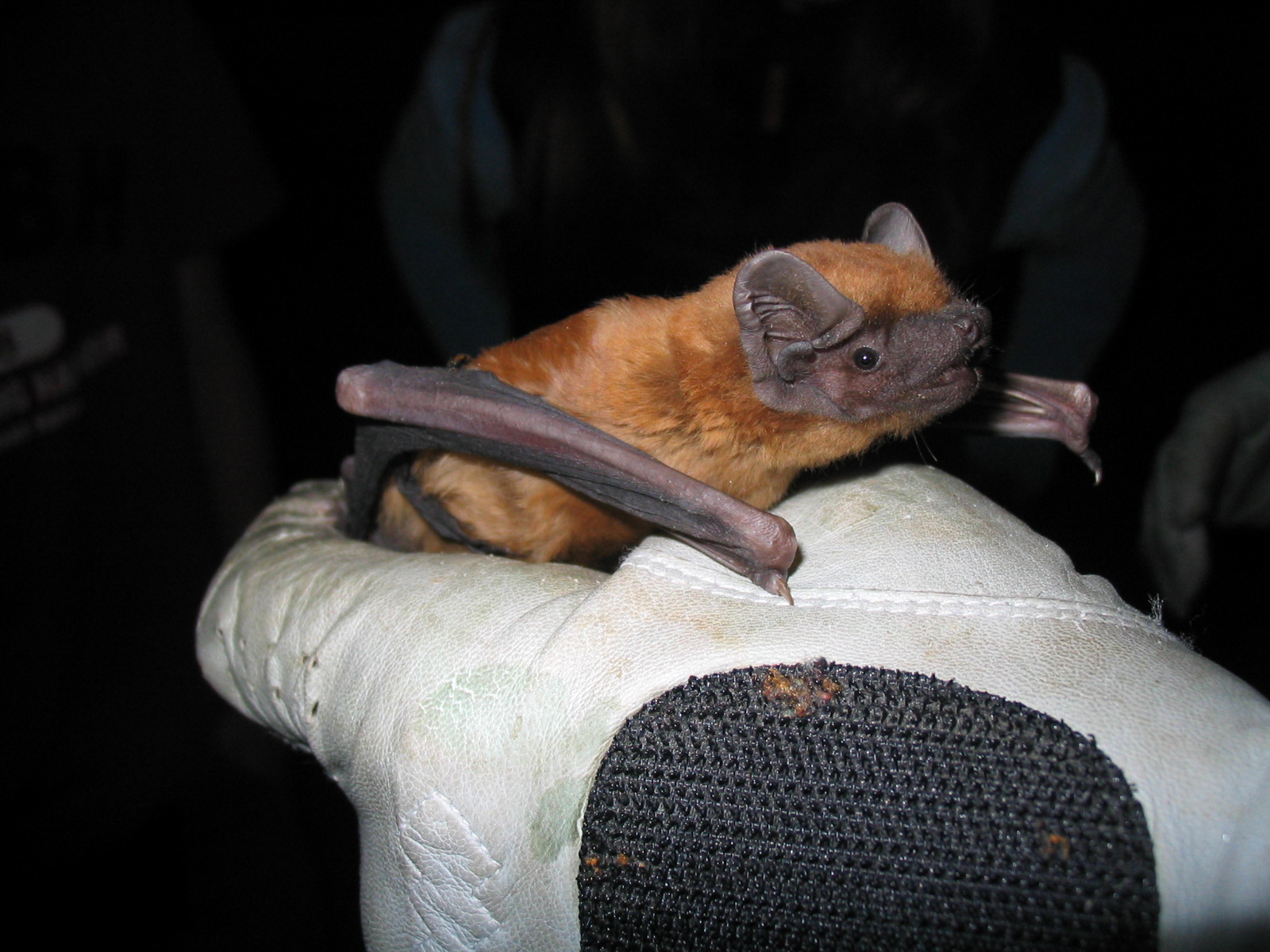 11052013153129 317 art 353 abendsegler gebhardt