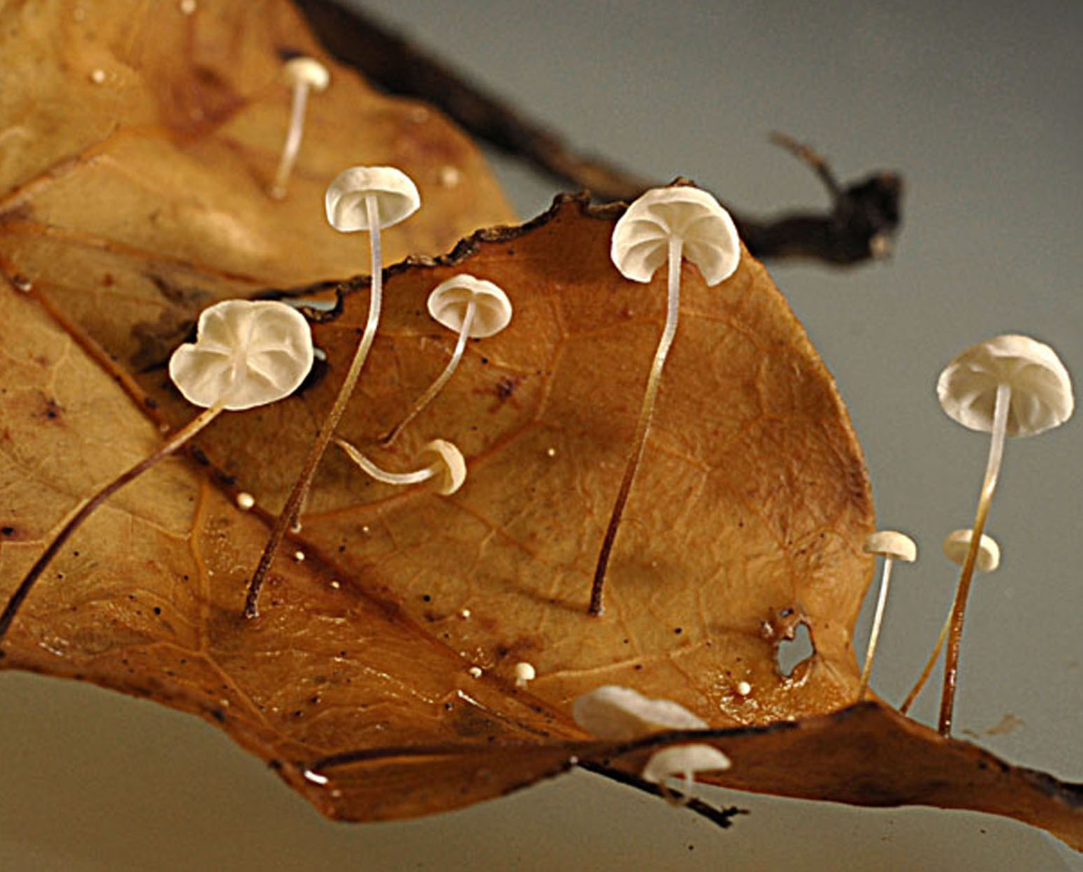 11052013153714 318 art 360 6986 marasm epiphylloides e9 kopie