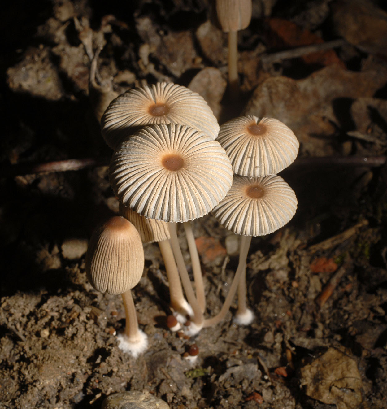 11052013155223 319 art 212 7019 coprinus leiocephalus e11 kopie