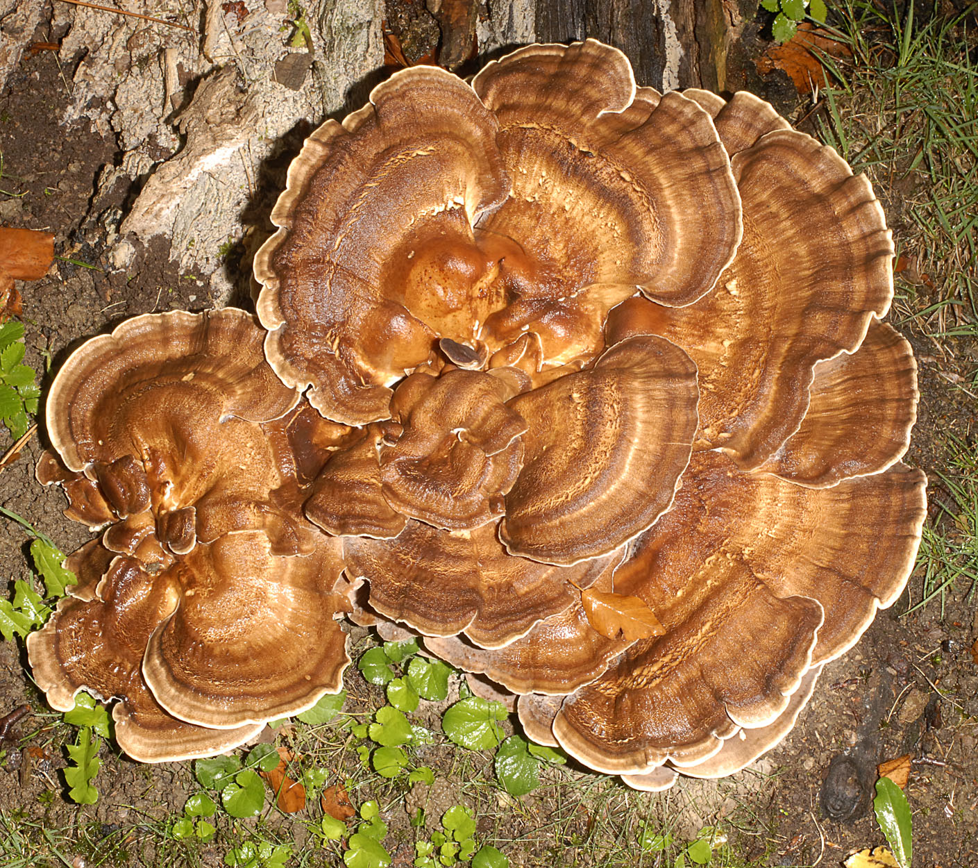 11052013155430 320 art 363 7046 meripilius giganteus e45 kopie