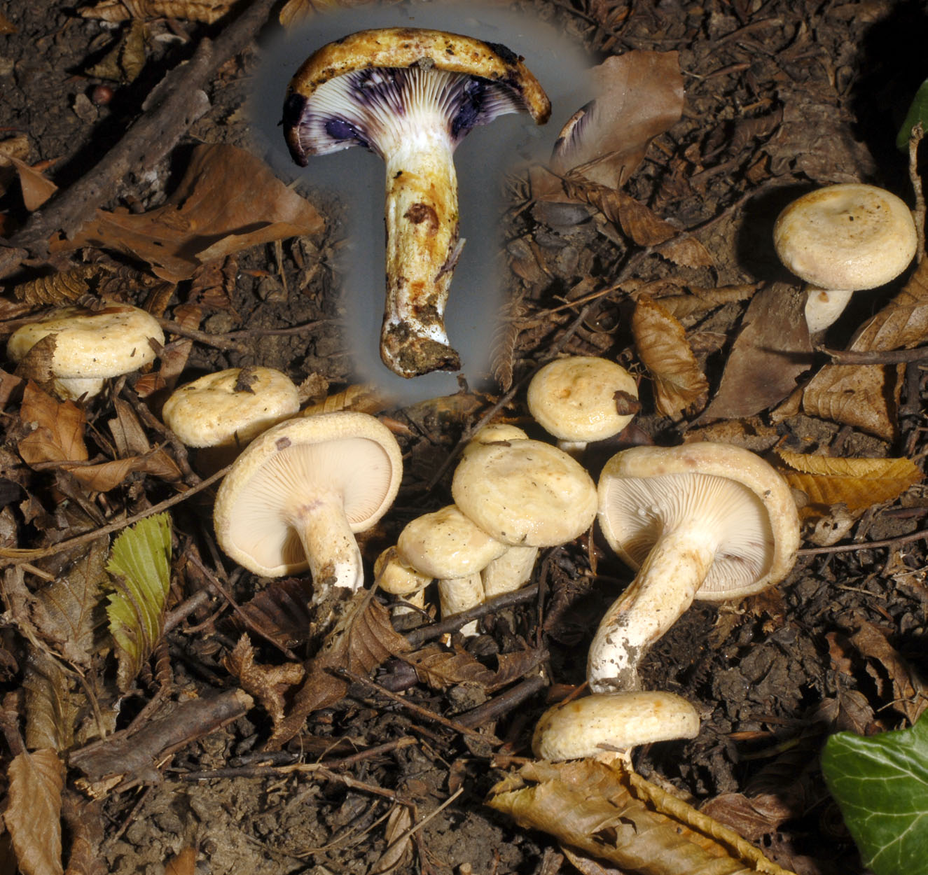 11052013160510 321 art 364 7063 lactarius flavidus e112 kopie