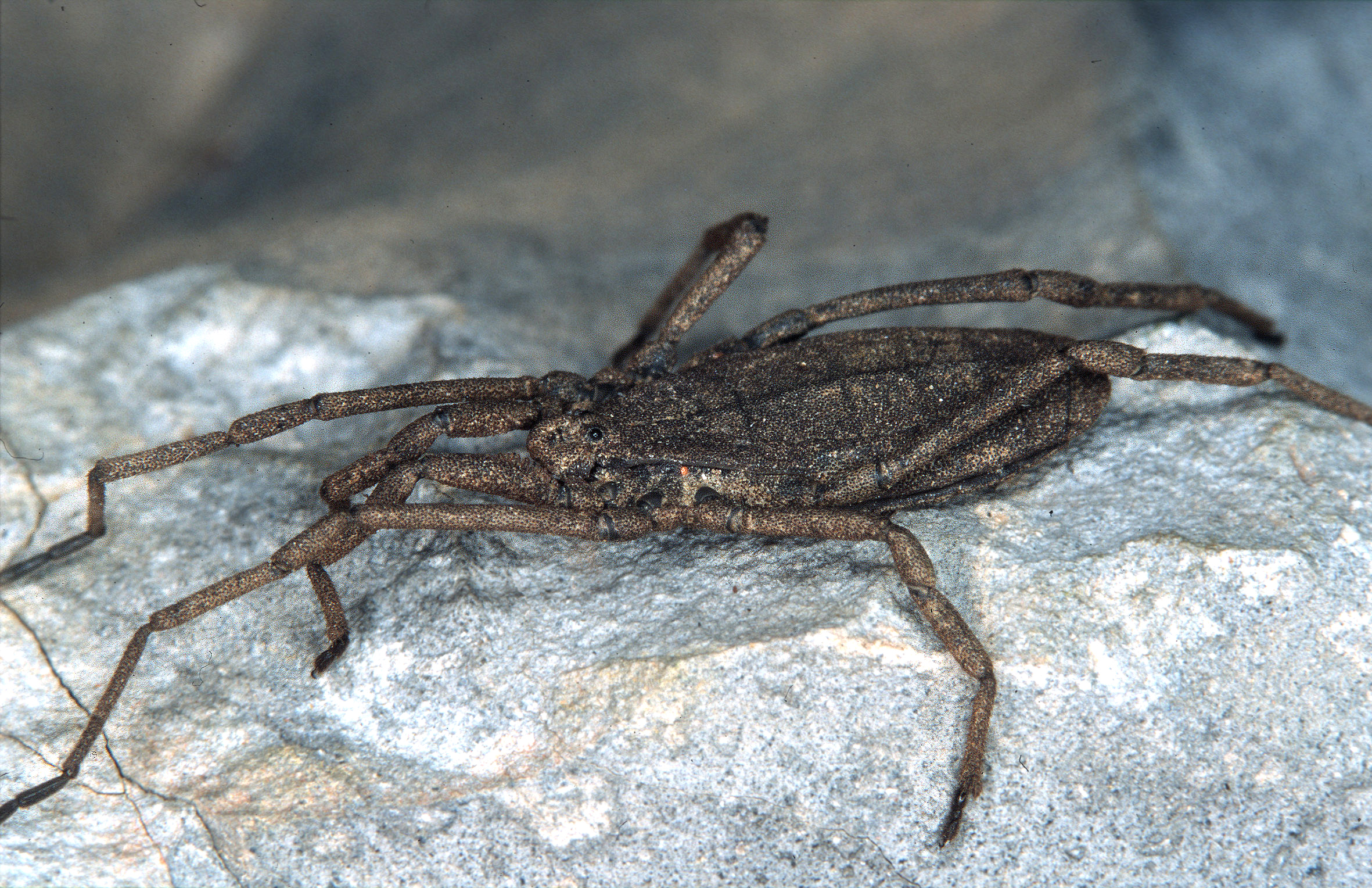 11052013160832 322 art 361 trogulus tingiformis ungarn e kavas h14 11 7 02 ck k