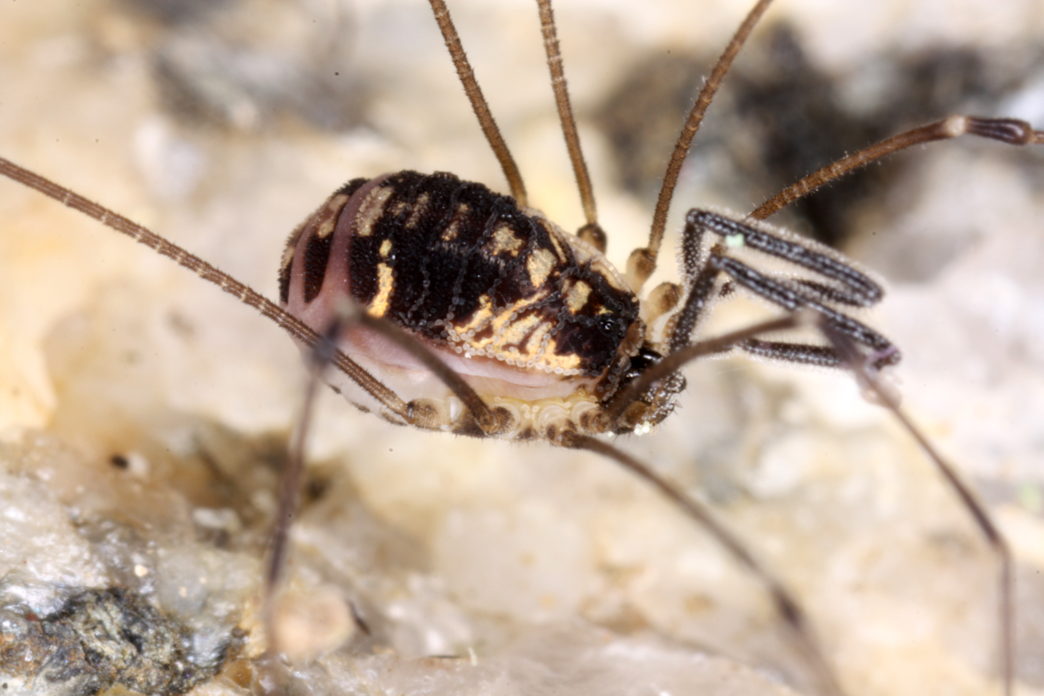 11052013160941 323 art 356 mitostoma chrysomelas sw alps 1766 edit 1b vallone dell argentera 5 8 2008 chko