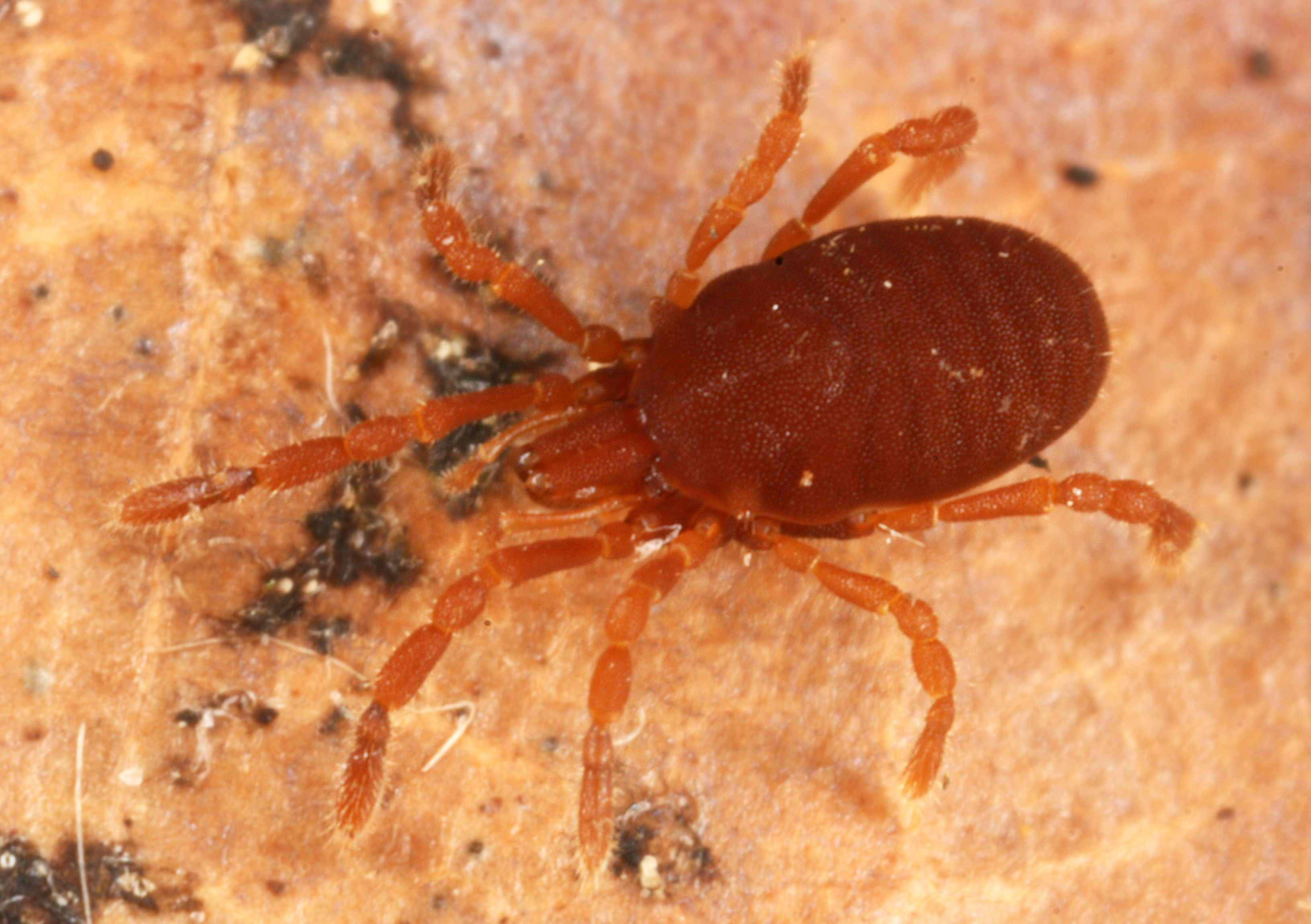 11052013161035 324 art 355 cyphophthalmus duricorius slovenia 30 8 2009 ck 1237 ak