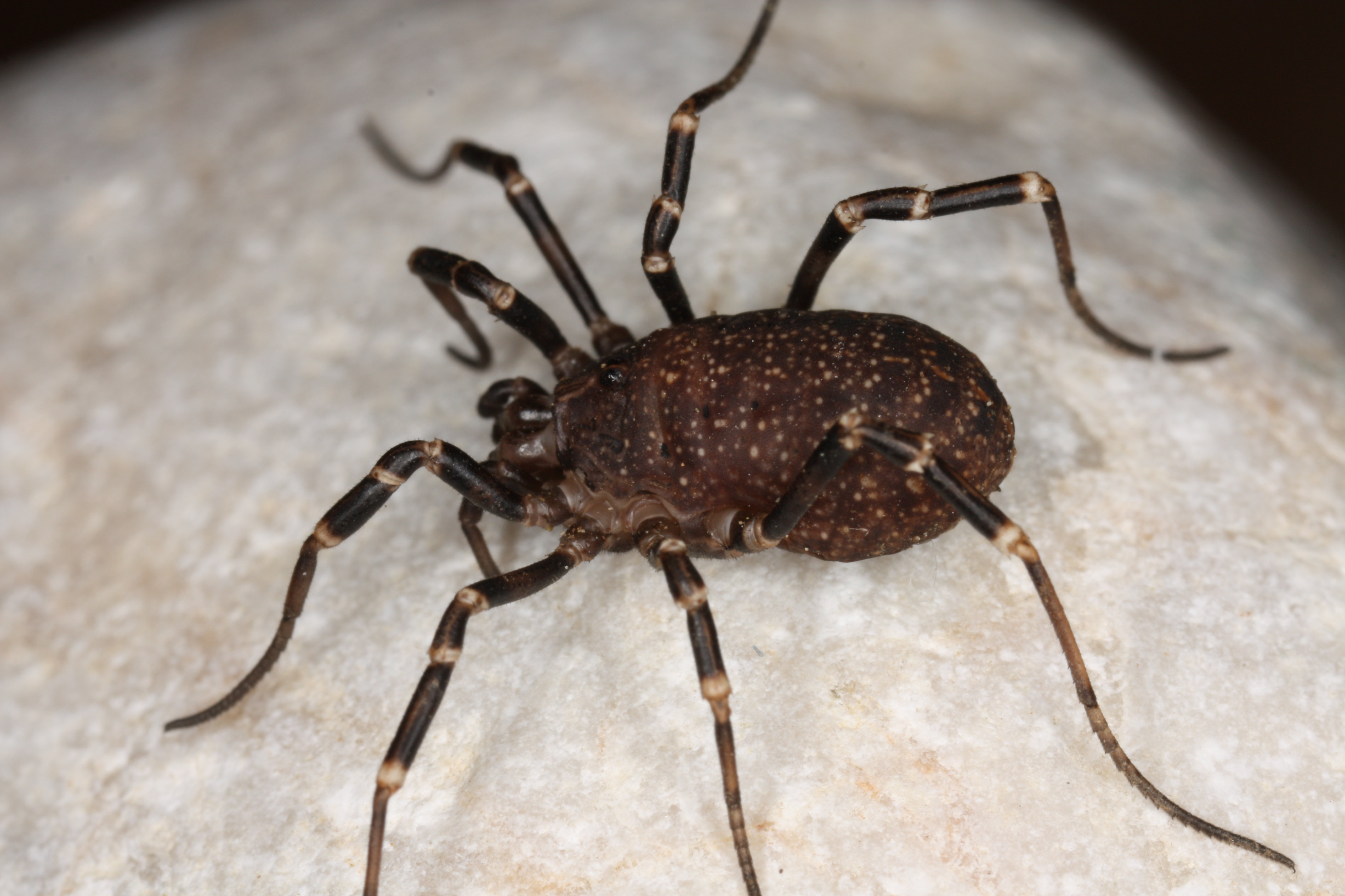 11052013161129 325 art 359 egaenus convexus j phalangiidae a styria graz sch22 9 4 09 chko 11