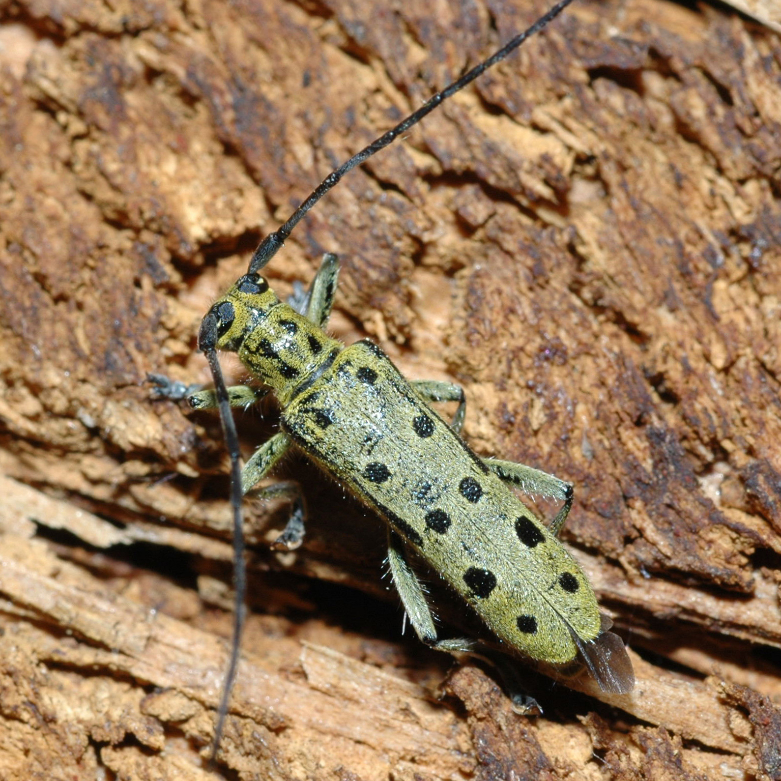 11052013172524 327 art 369 saperda perforata 3