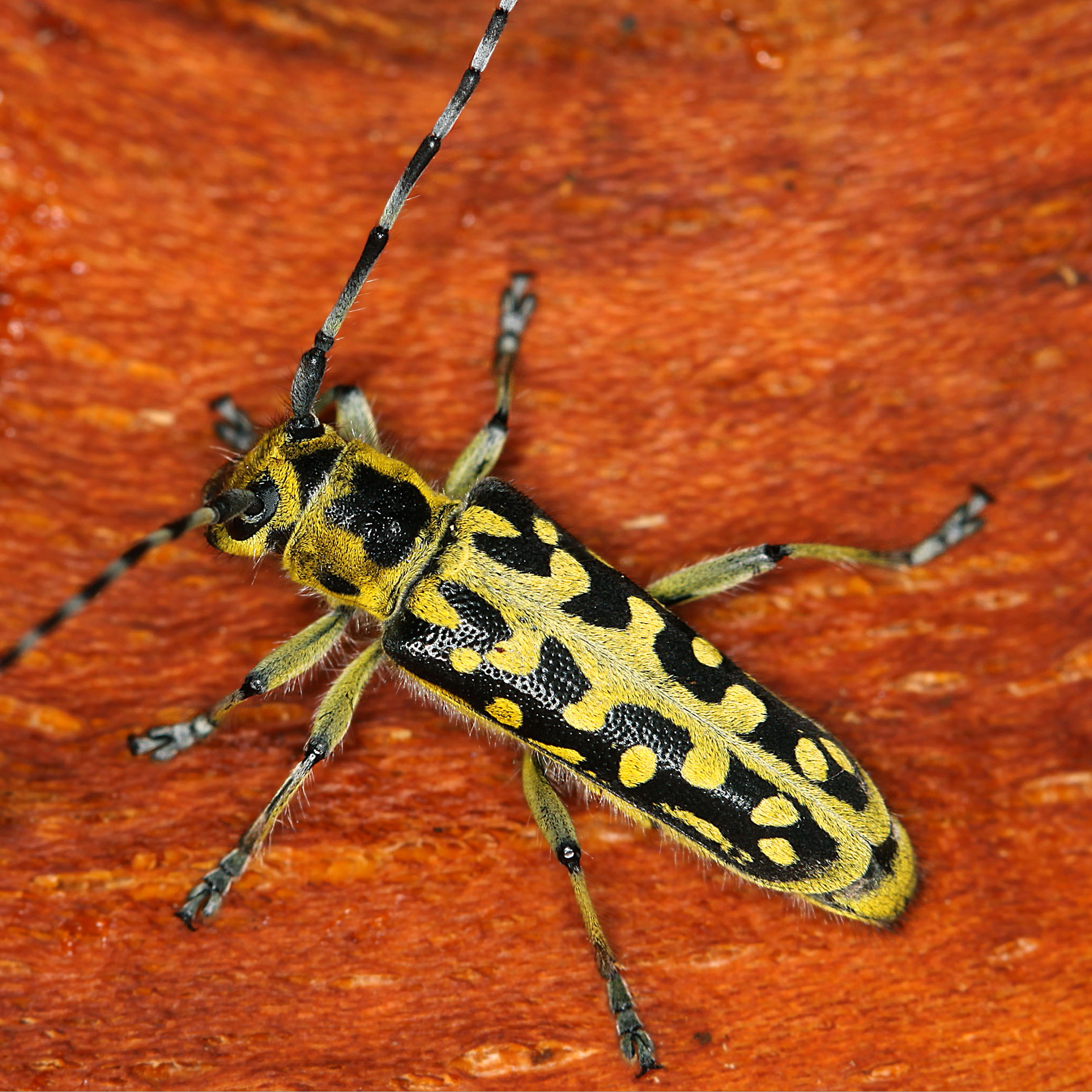 11052013180703 328 art 371 saperda scalaris 1