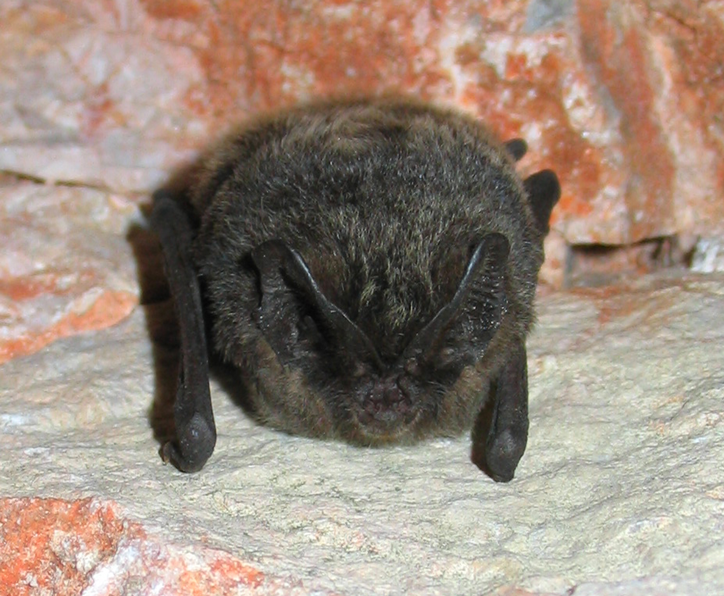 11052013182437 329 art 370 mopsfledermaus gebhardt 02