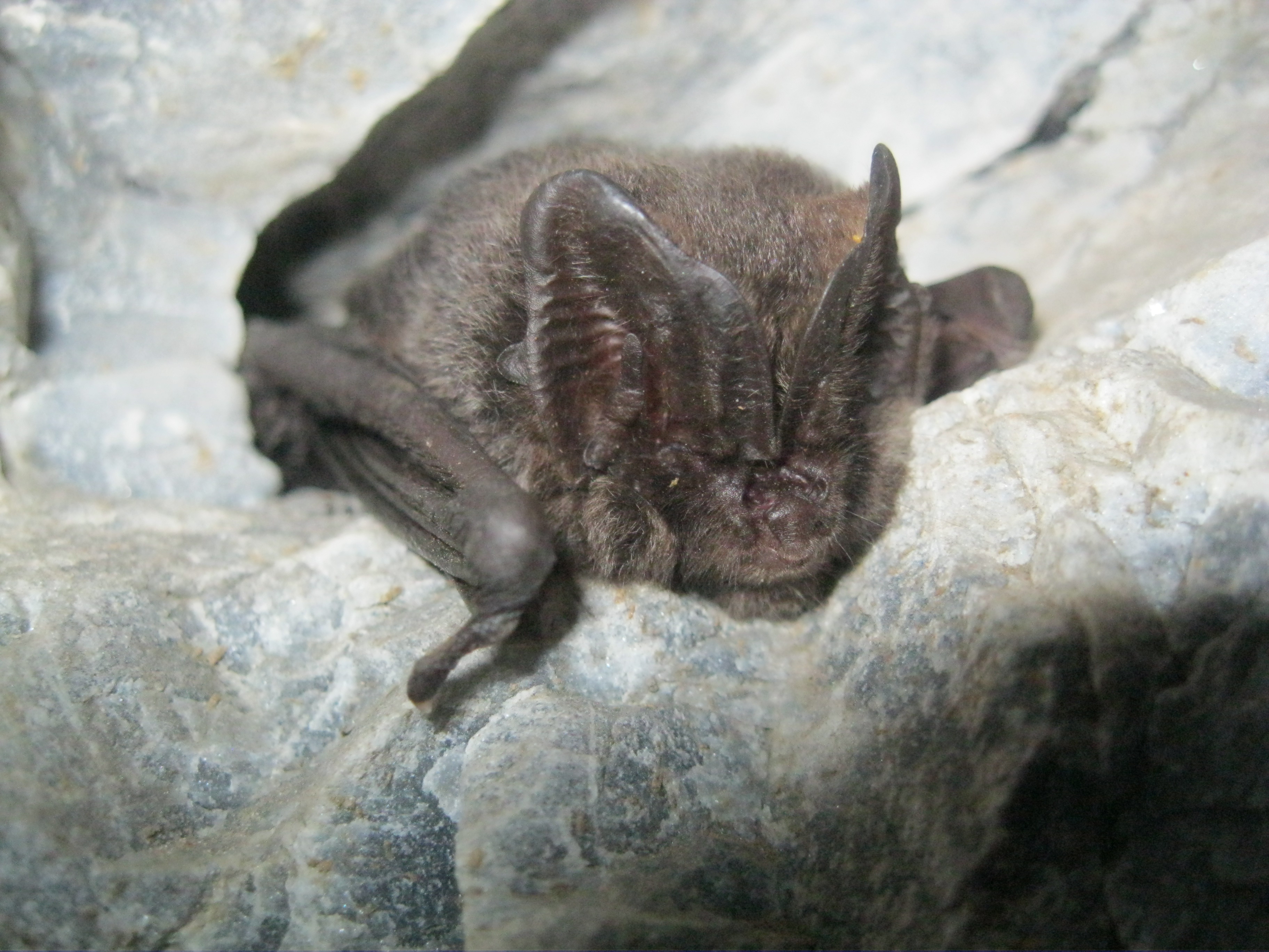 11052013182629 330 art 370 mopsfledermaus gebhardt 01