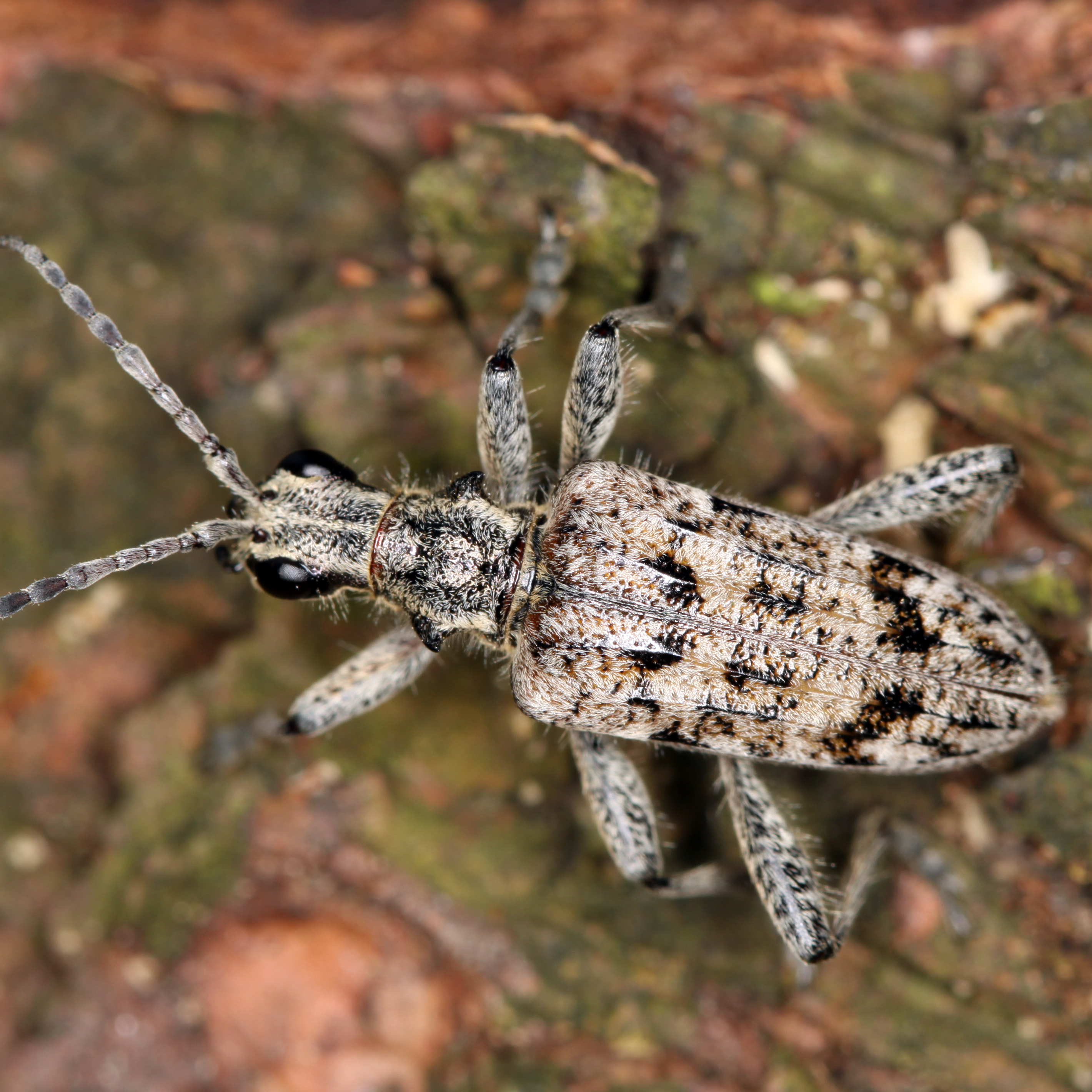 11052013183114 331 art 372 rhagium inquisitor 2