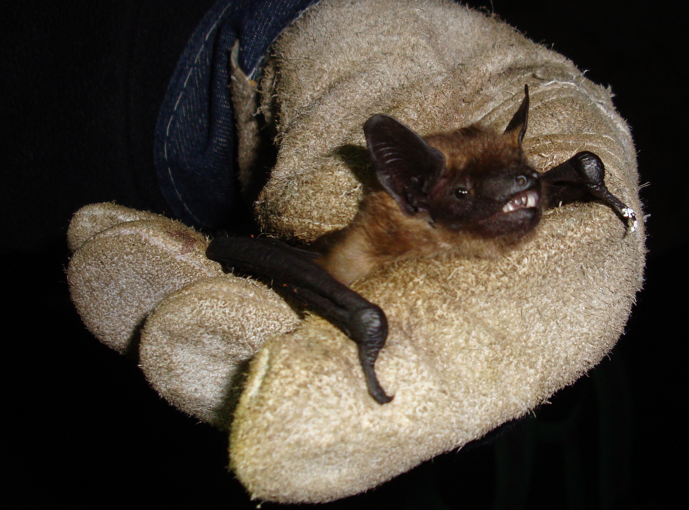 11052013201704 332 art 377 breitflugelfledermaus gebhardt 01