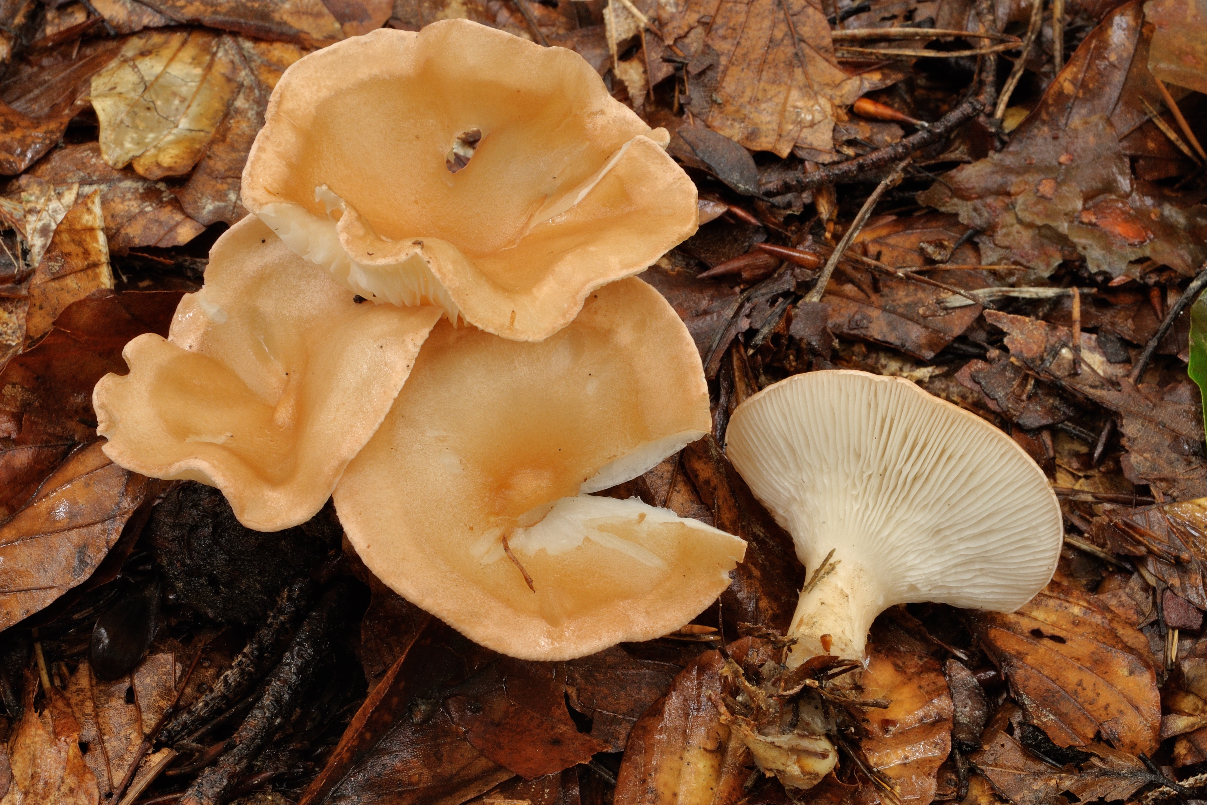 11052018093402 3578 art 2149 clitocybe gibba