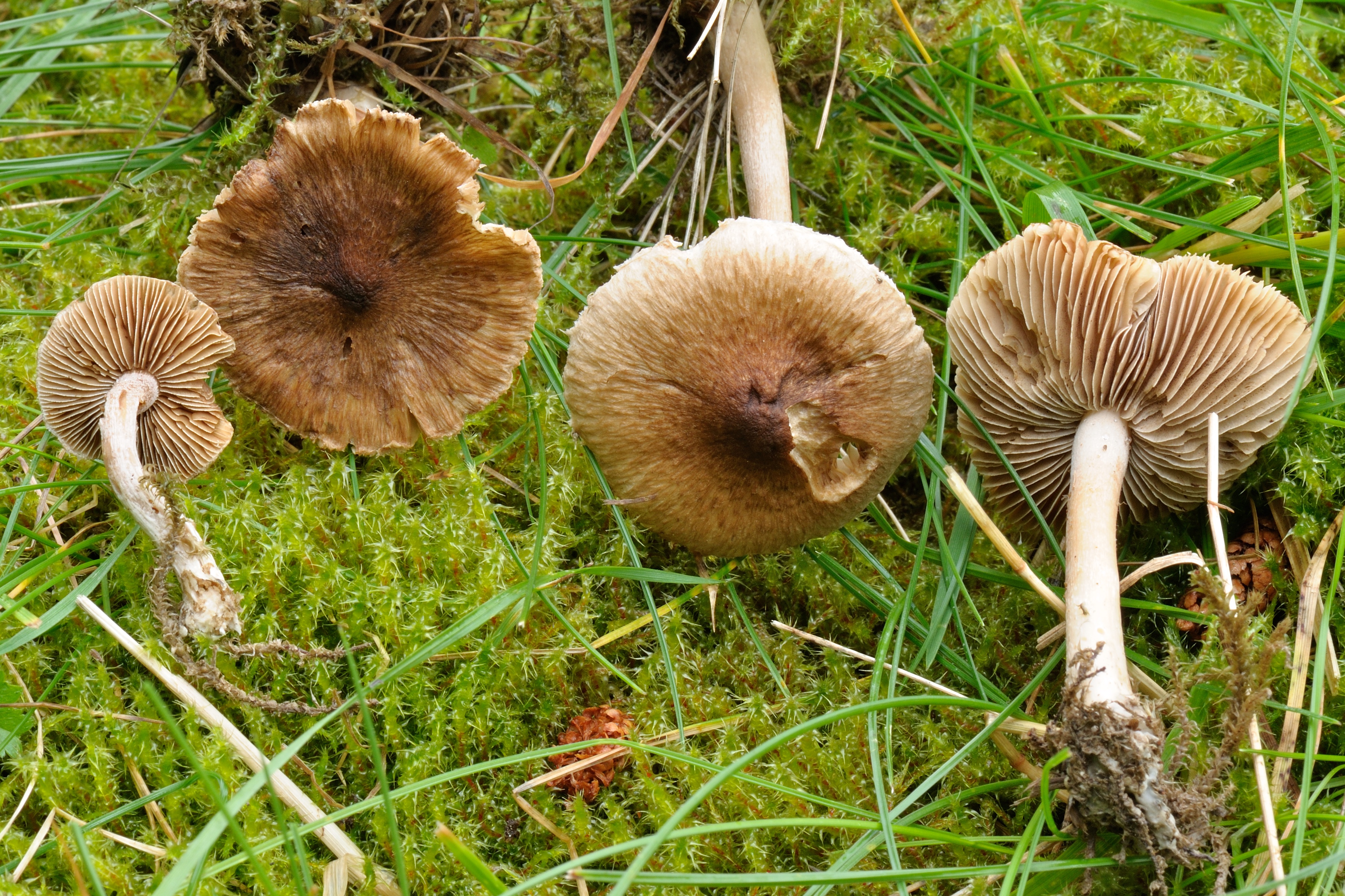 11052018095439 3579 art 2148 2009 07 31 garanas 034