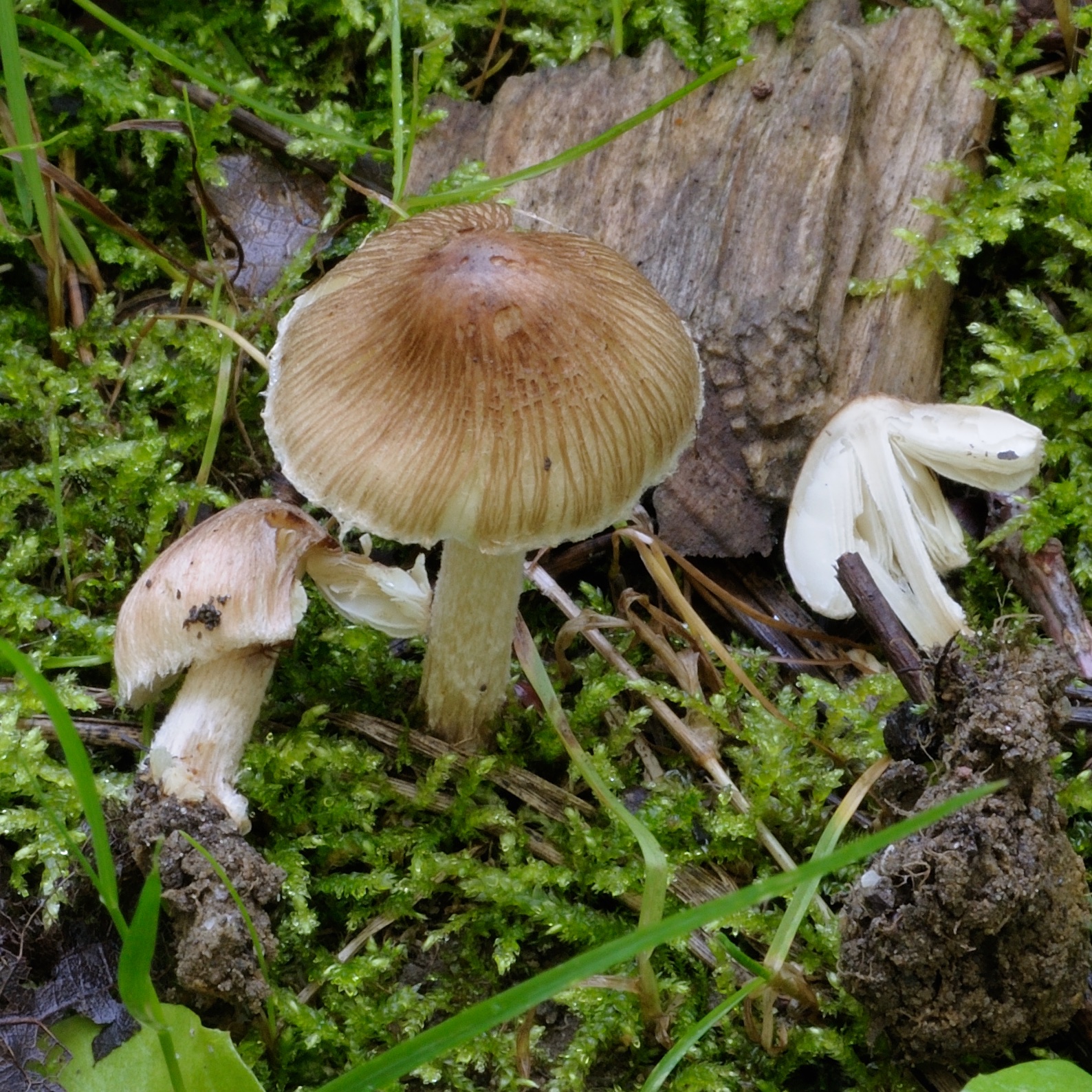 11052018110708 3581 art 2151 2009 07 29 schielleiten und herbersteinklam 009