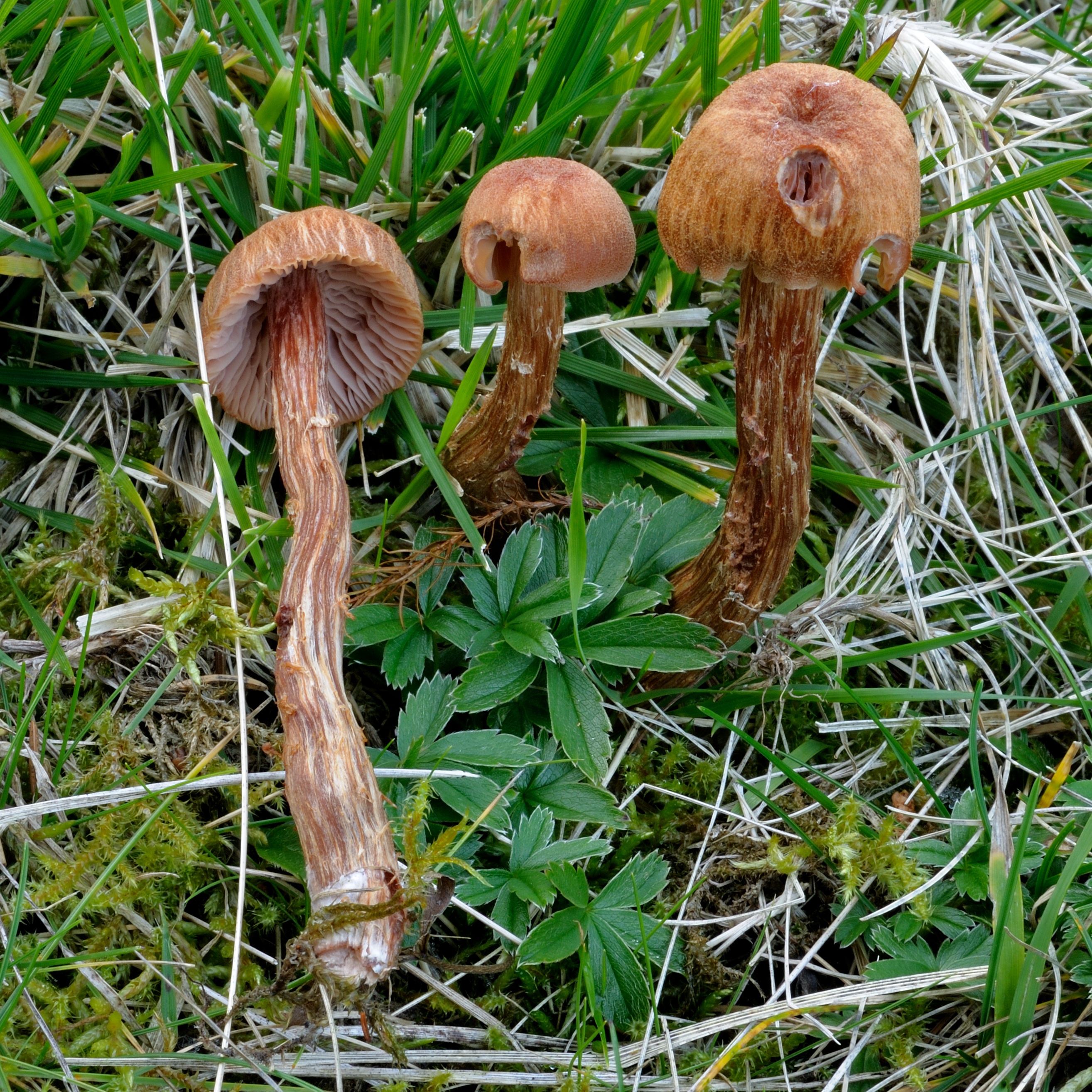 11052018112531 3582 art 2152 2011 10 01 weinebene 015