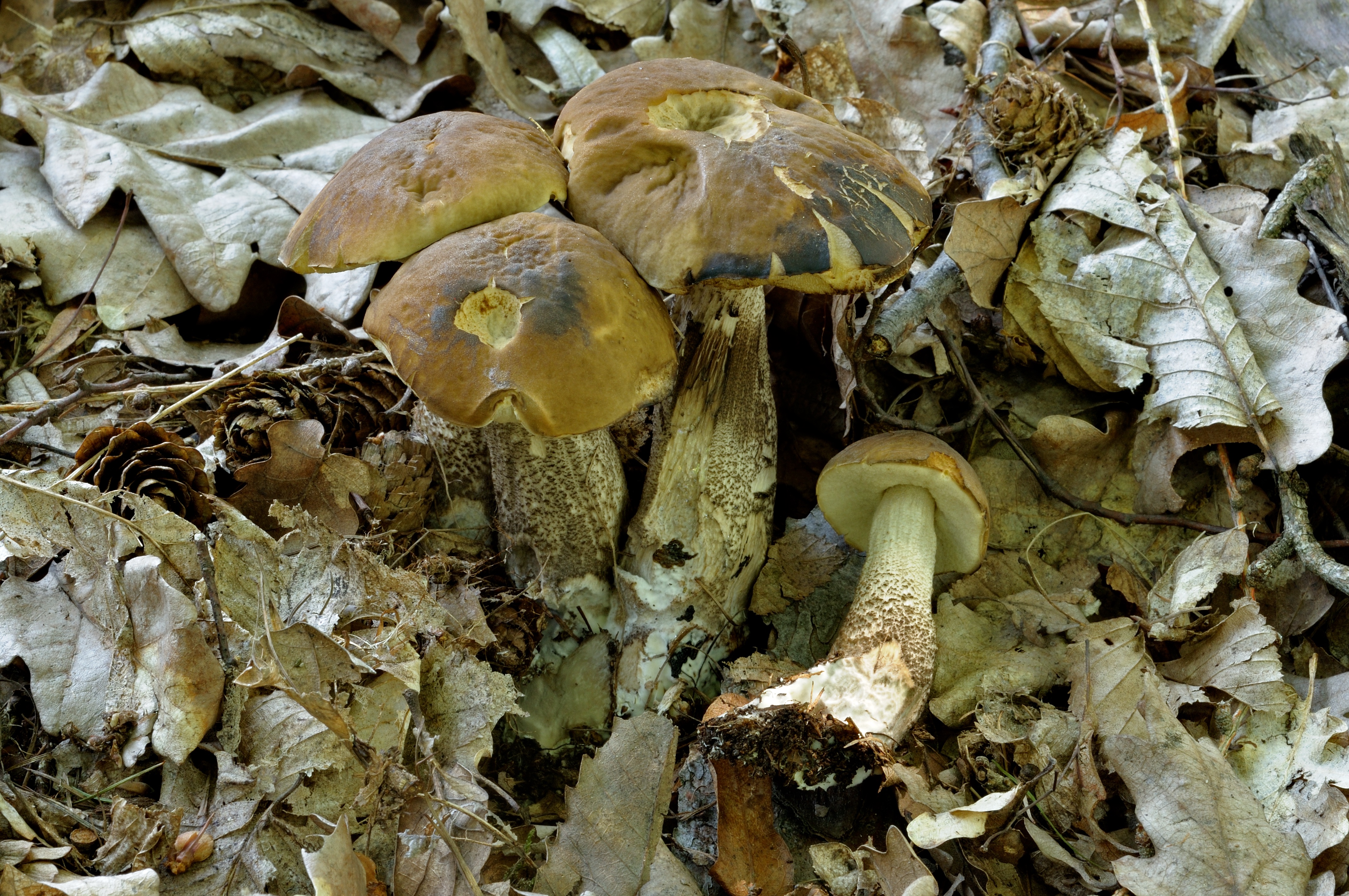 11052018113916 3583 art 2153 2009 07 14 herbersteinklamm 033