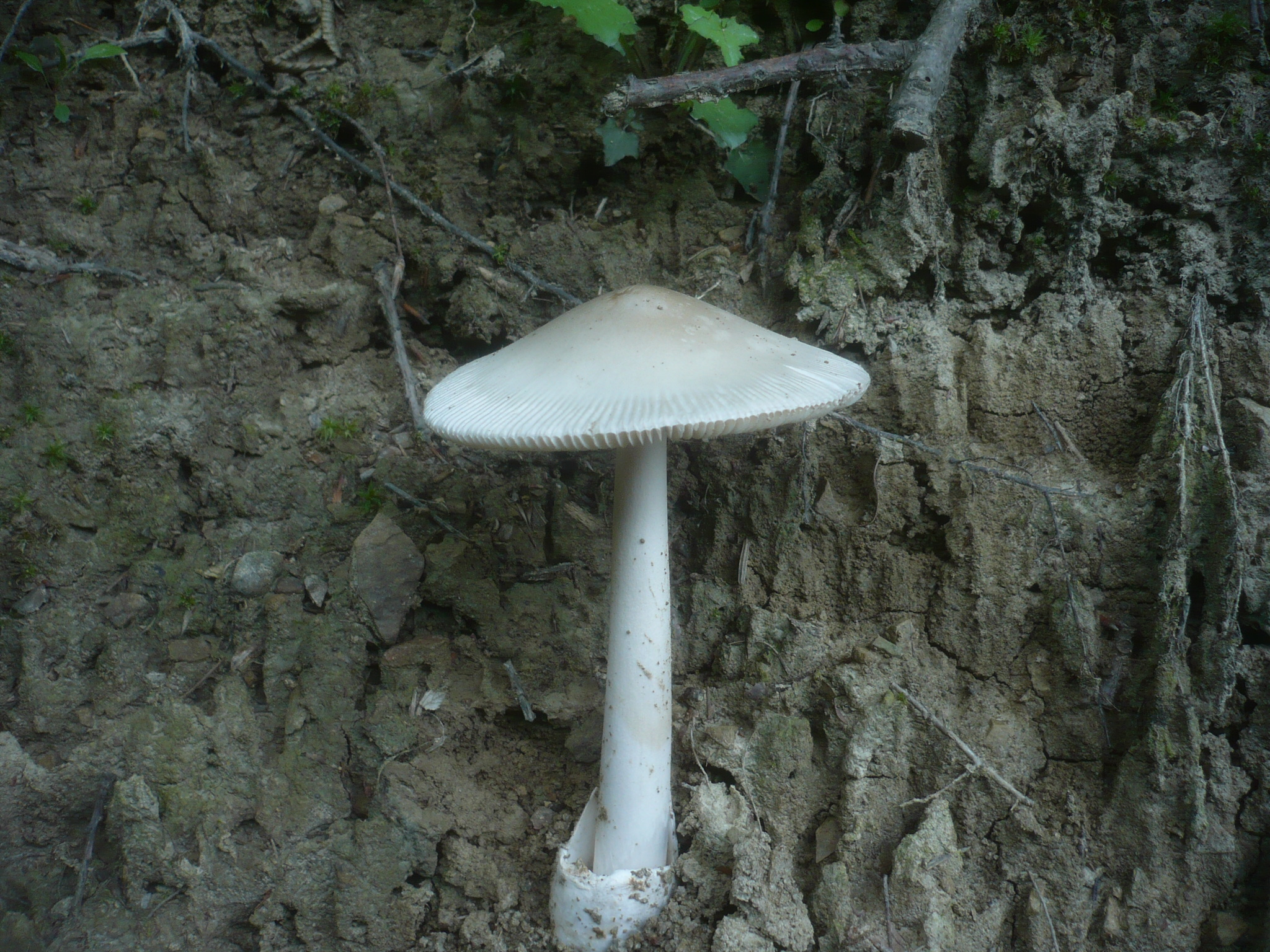 11052018142218 3586 art 2155 amanita mairei4.neupurkersdorf.kleiner steinbachgraben