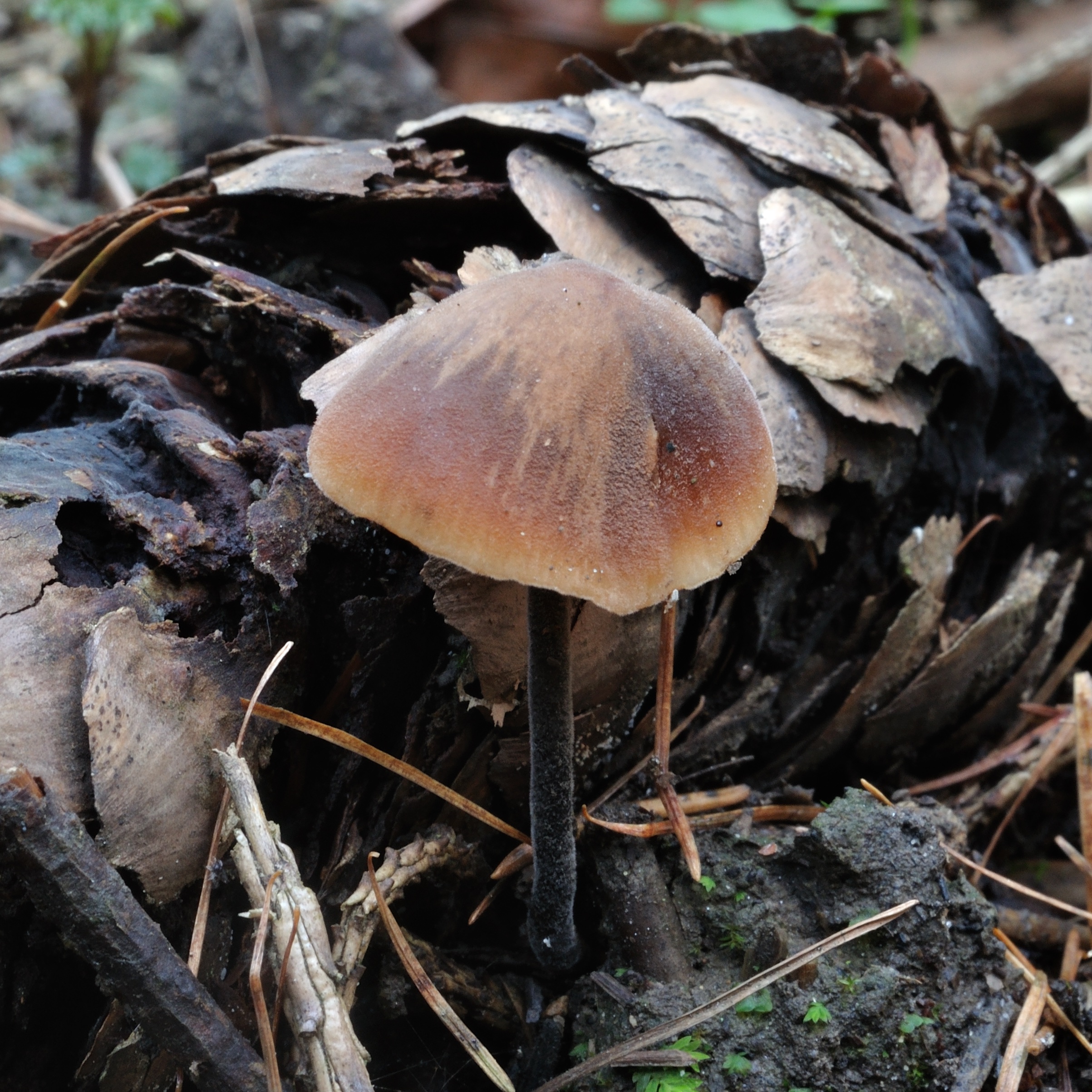 11052018152722 3588 art 2157 macrocystidia cucumis gurkenschnitzling