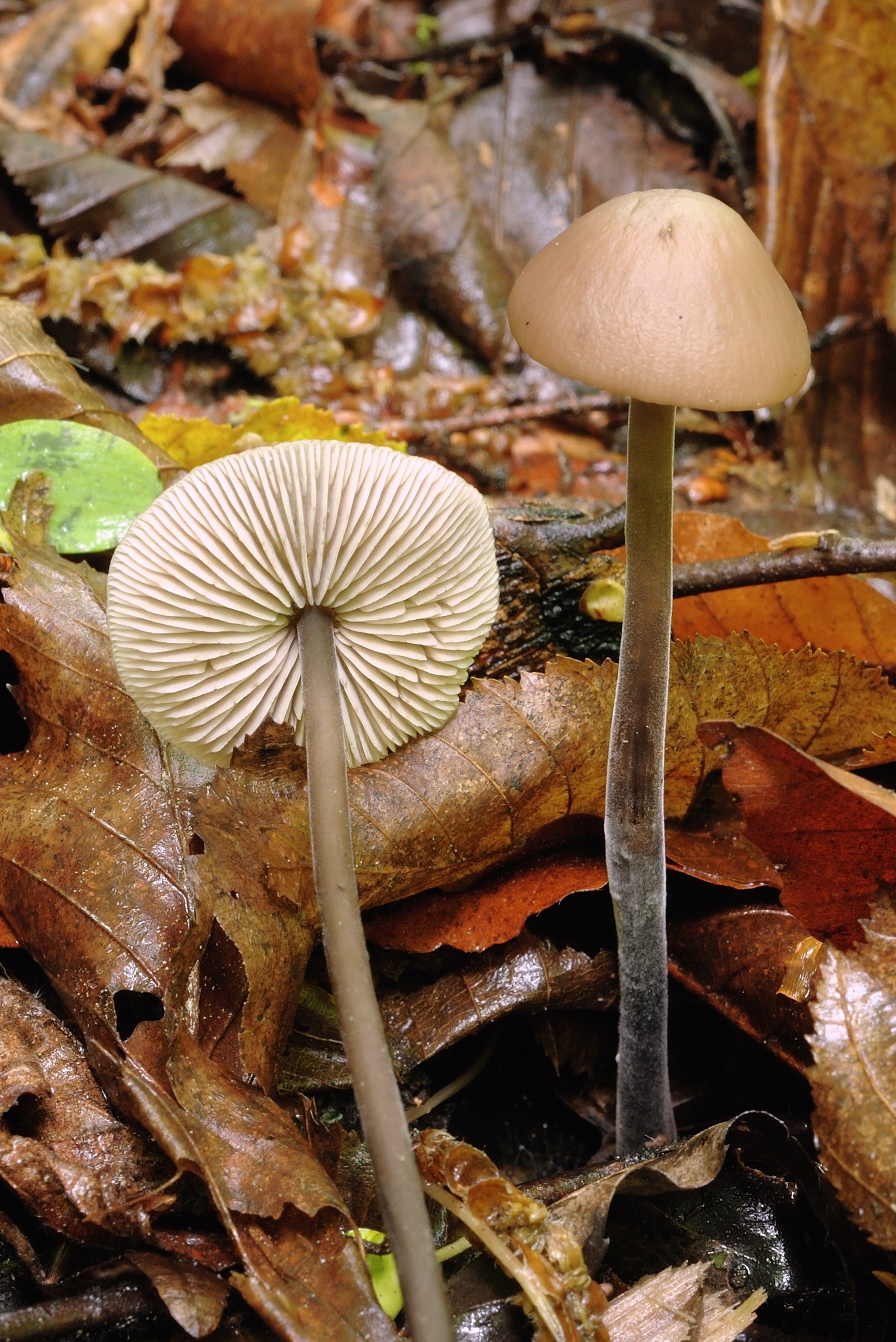 11052018155649 3589 art 2158 2008 05 22 hebalm 26. august 2007 060