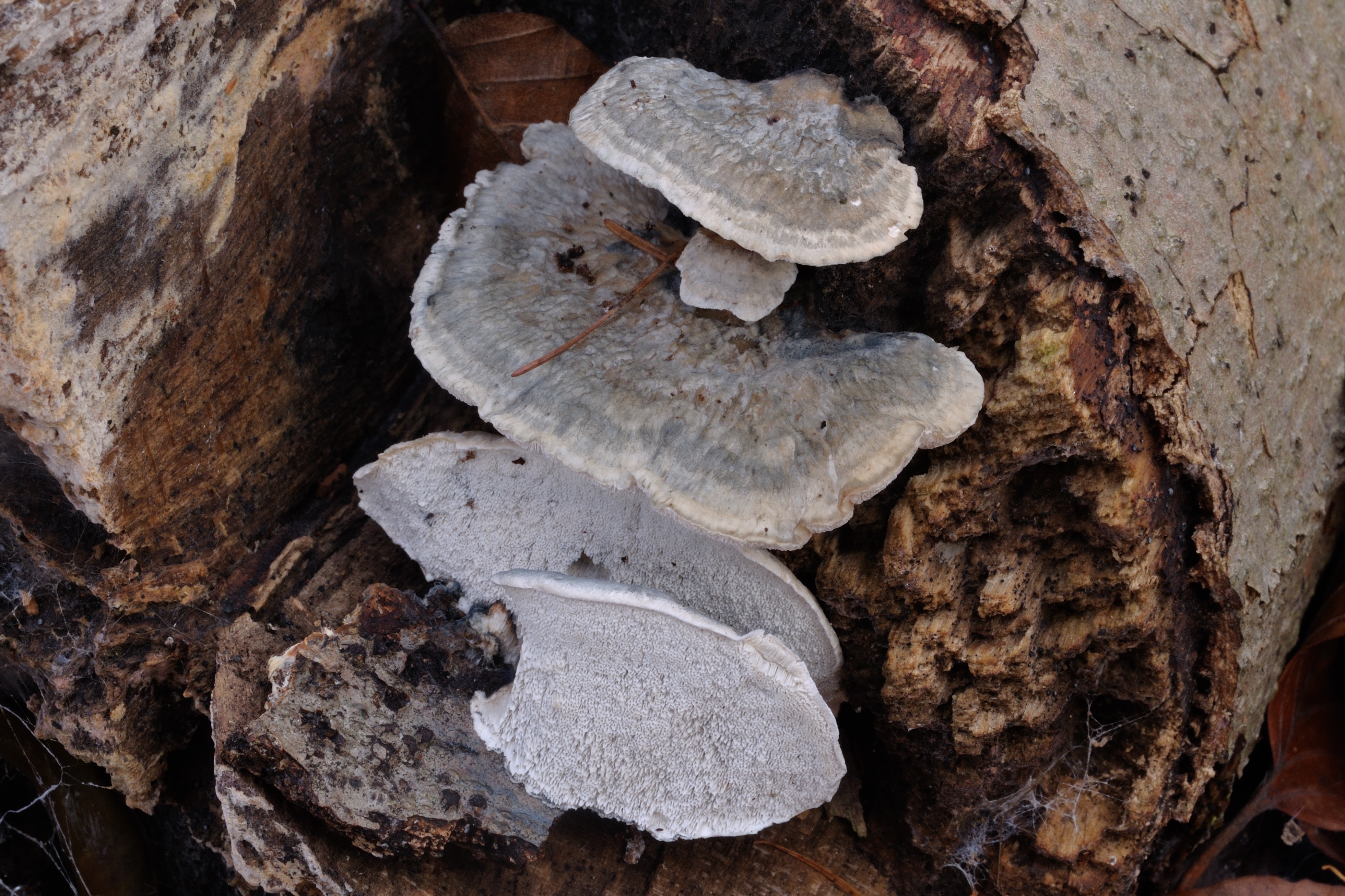 11052018162324 3590 art 2159 2010 11 13 hebalm 26. august 2007 061