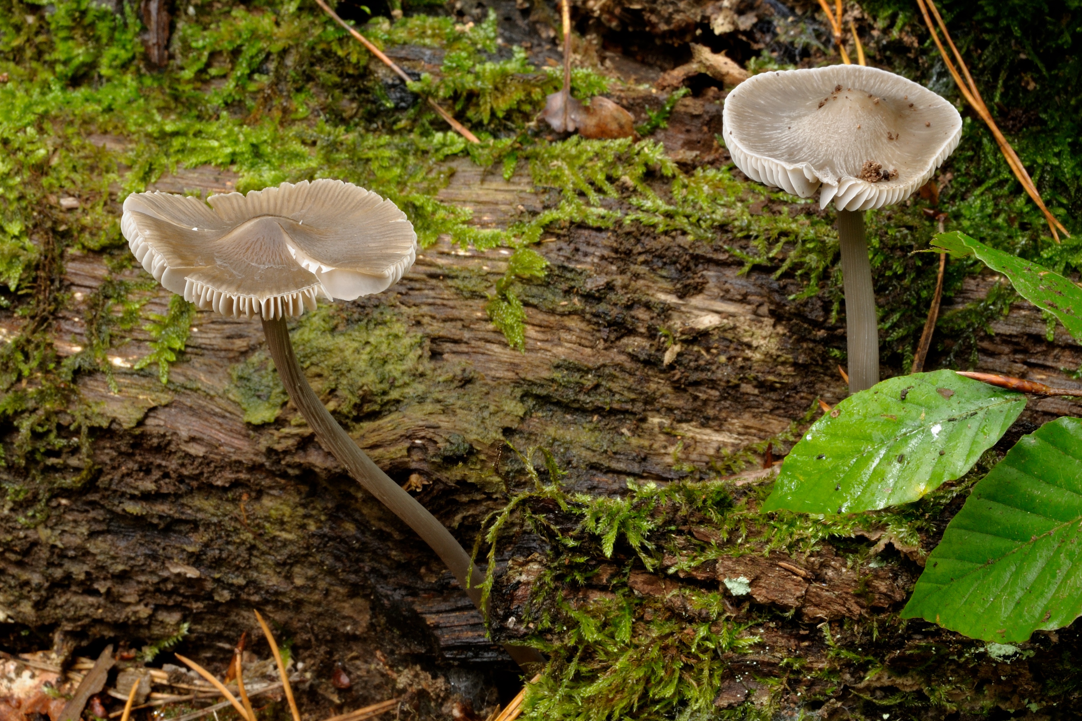 11052018165749 3591 art 2160 2009 10 10 hebalm 26. august 2007 059