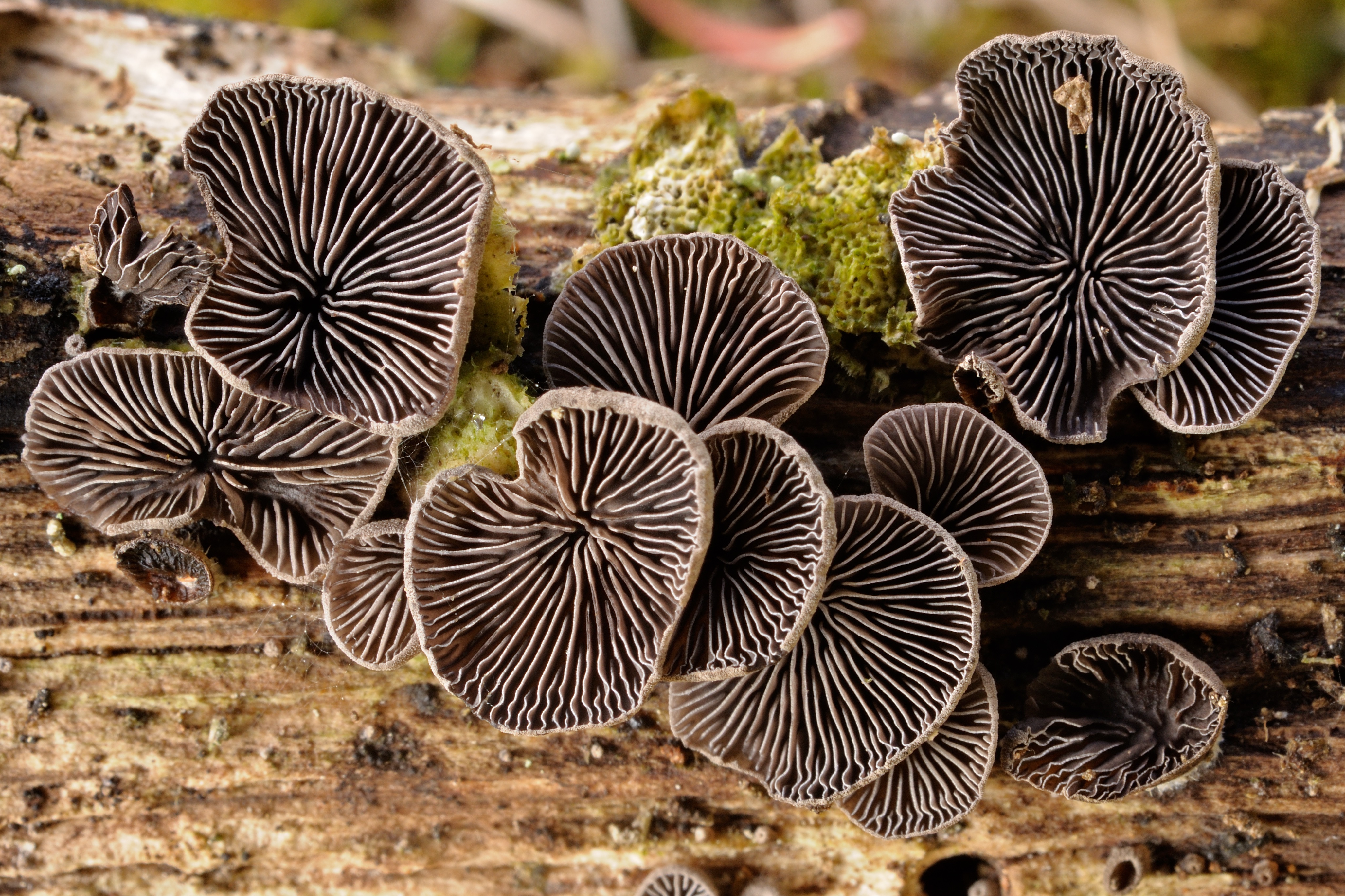 11052018171510 3592 art 2161 2009 10 31 herbersteinklamm 011