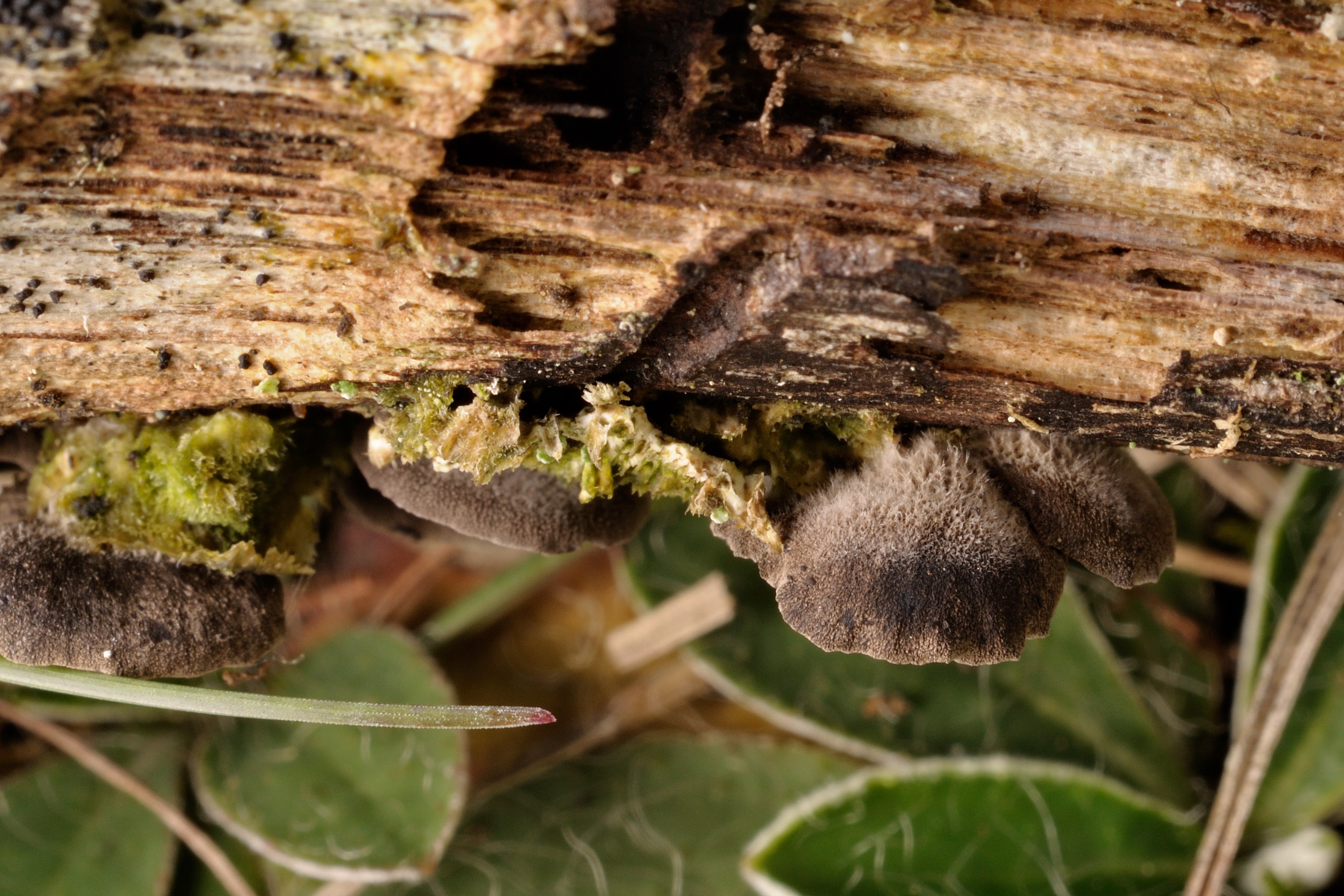 11052018171636 3593 art 2161 2009 10 31 herbersteinklamm 012