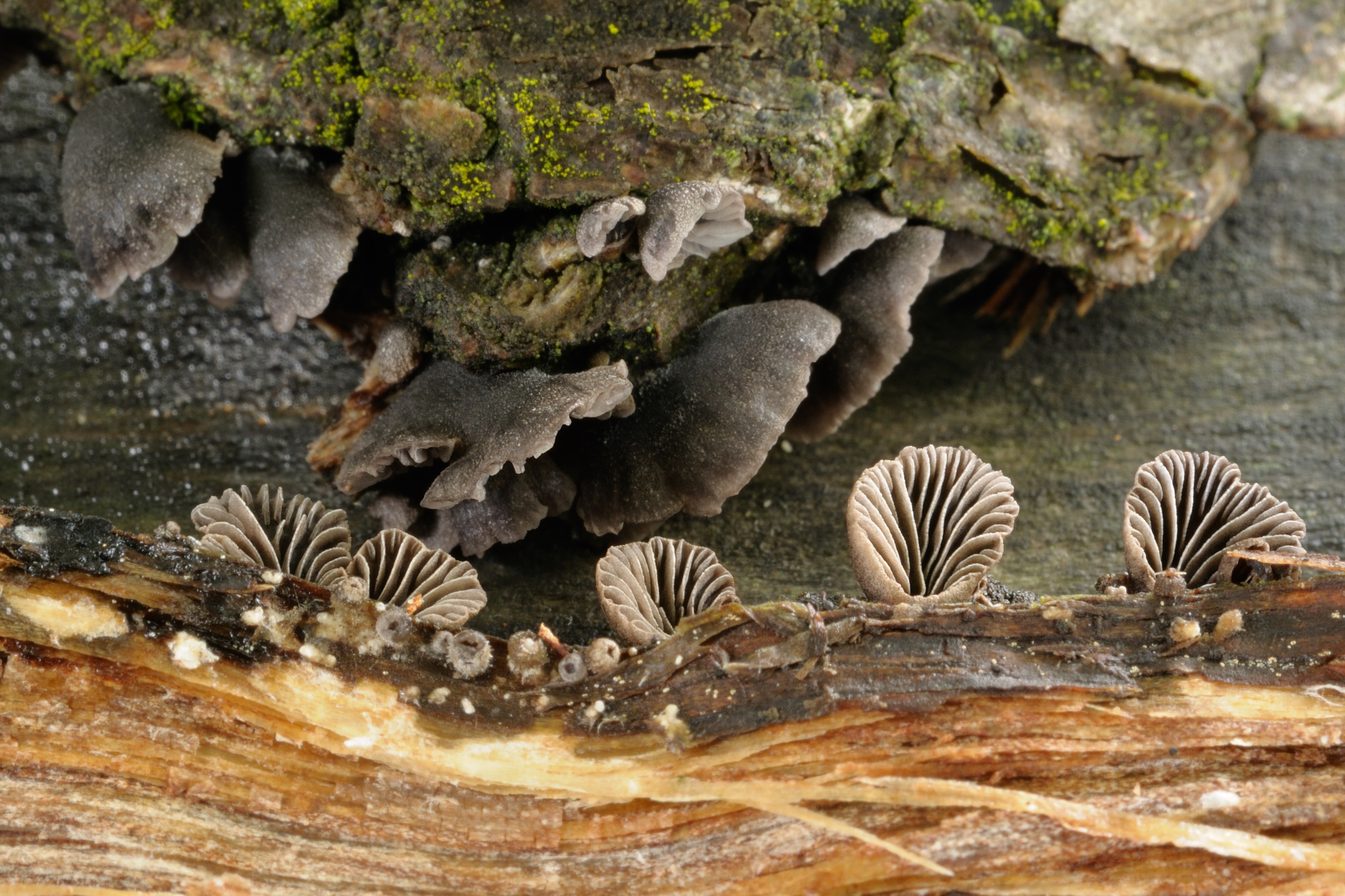 11052018171806 3594 art 2161 2009 08 14 hebalm 26. august 2007 062