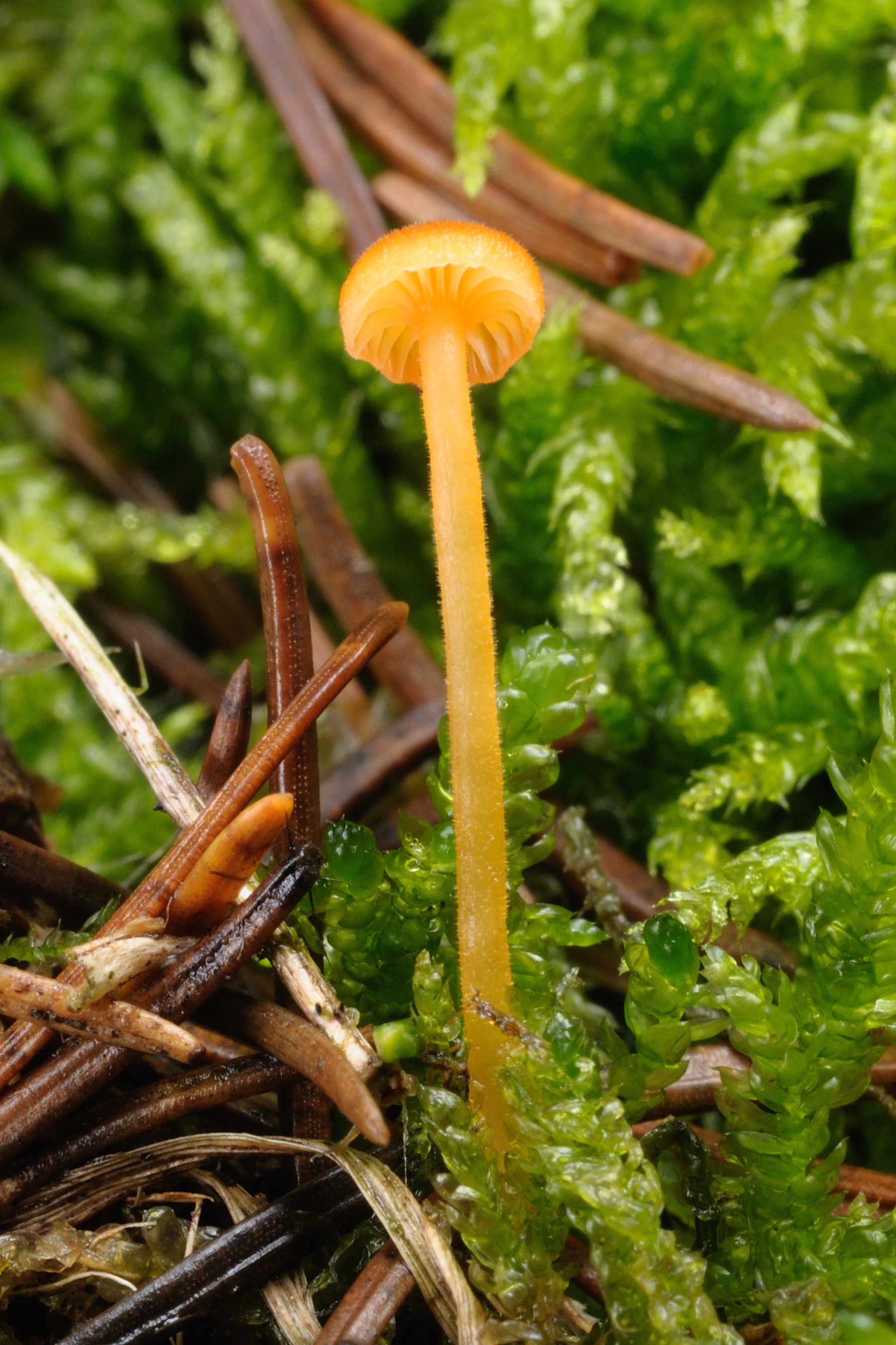 11052018173734 3595 art 2162 2009 11 16 hebalm 26. august 2007 063