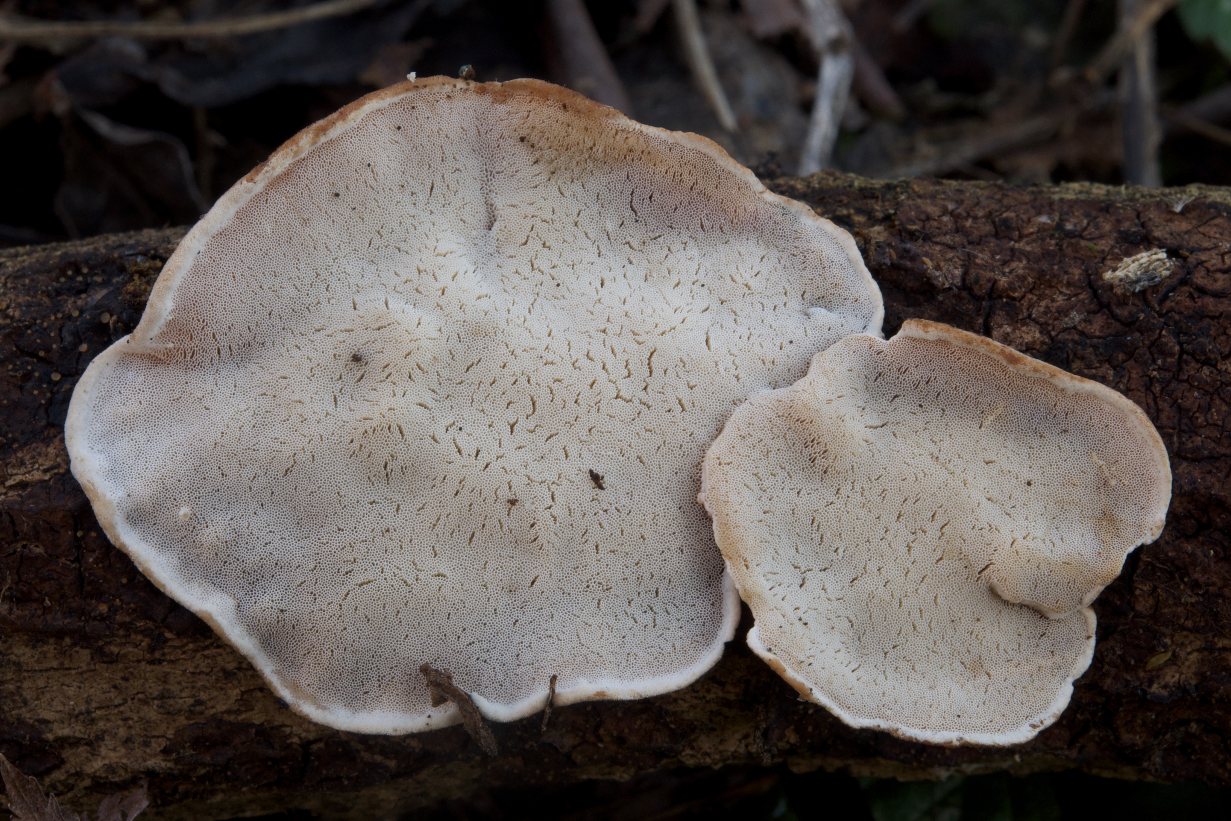 11052018175429 3596 art 2163 2011 01 15 hebalm 26. august 2007 064