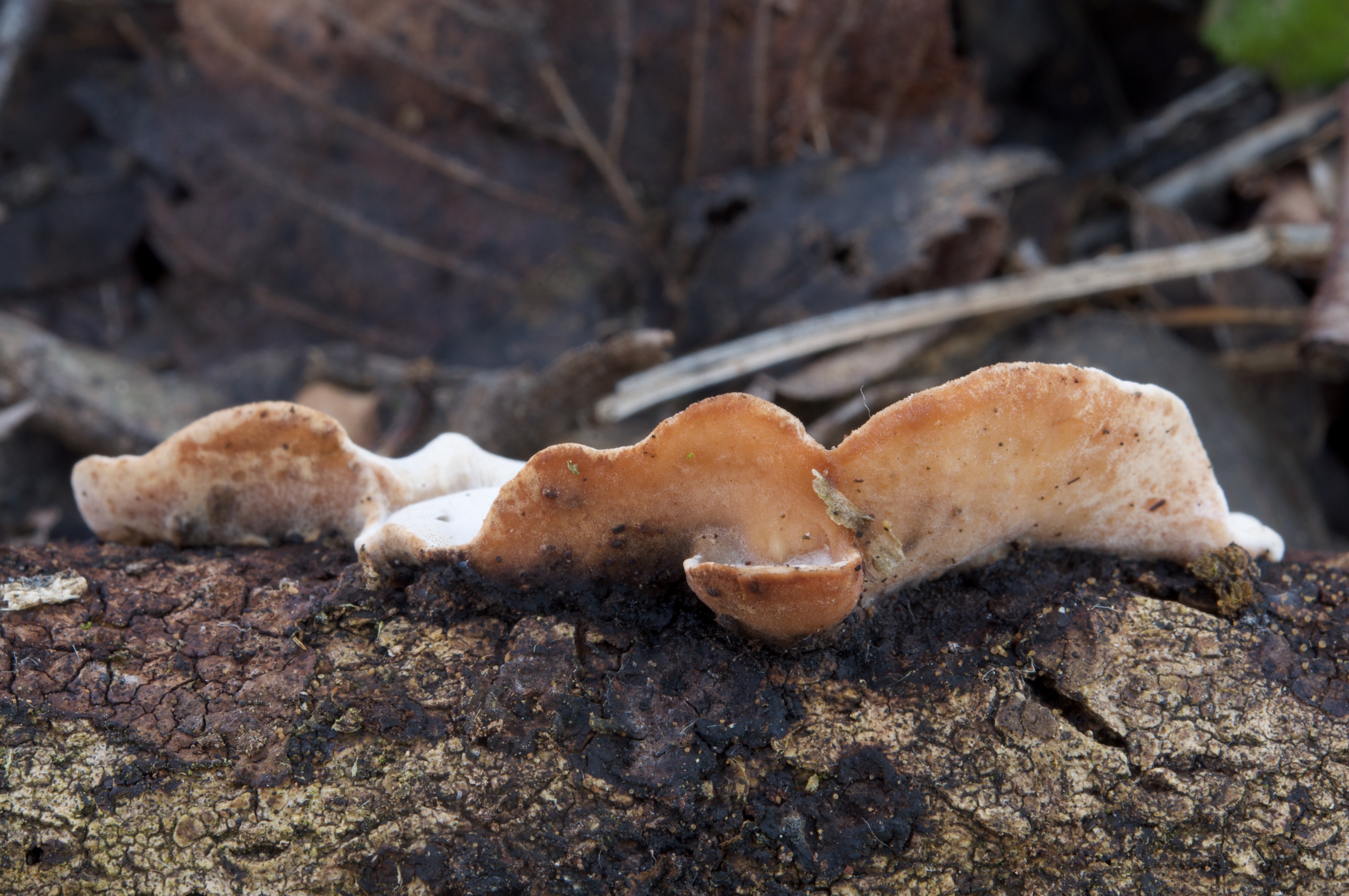 11052018175603 3597 art 2163 2011 01 15 hebalm 26. august 2007 065