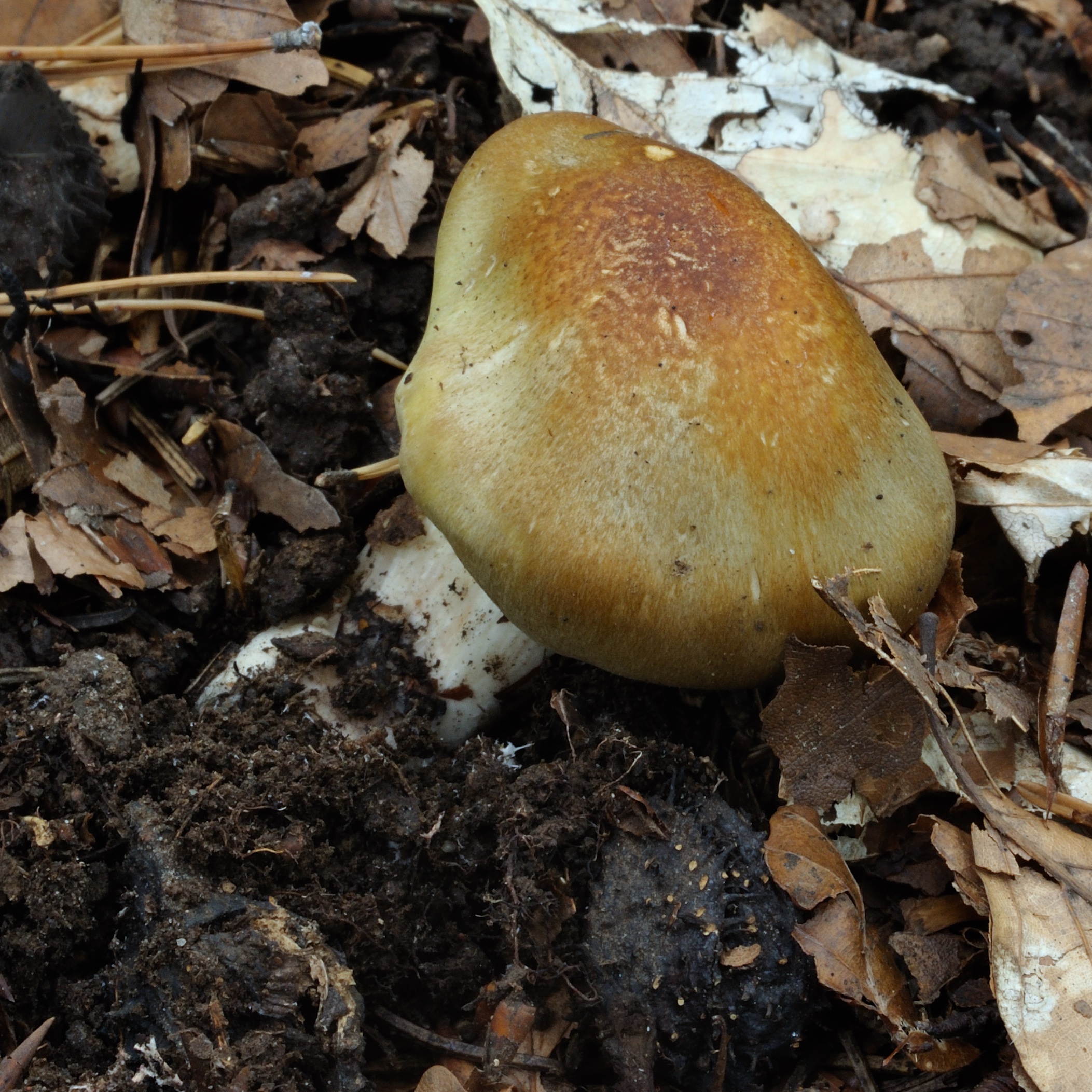 11052018180631 3598 art 2164 2009 10 17 hebalm 26. august 2007 066