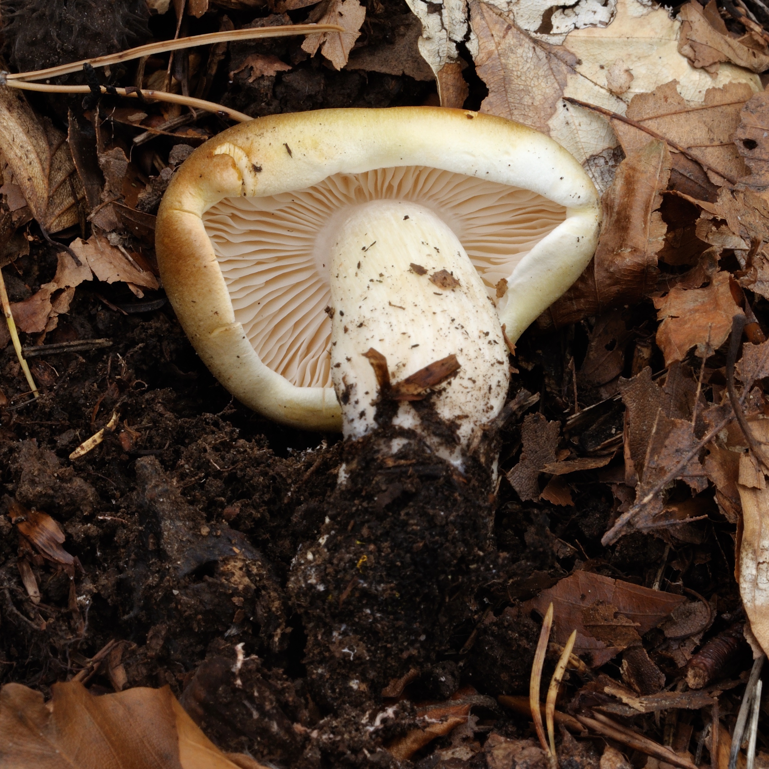 11052018180800 3599 art 2164 2009 10 17 hebalm 26. august 2007 067