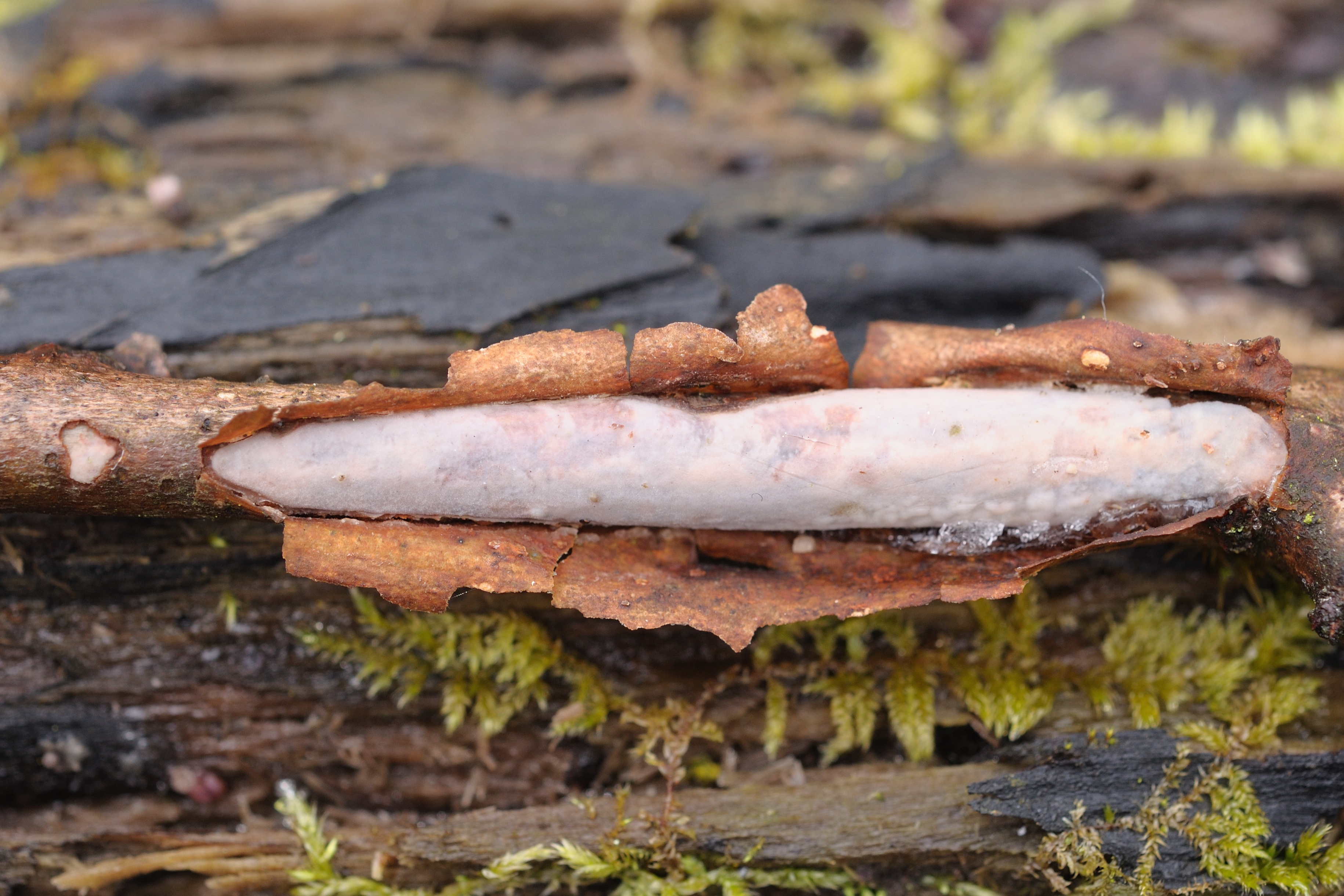 11052018184154 3601 art 2166 2009 12 20 hebalm 26. august 2007 069