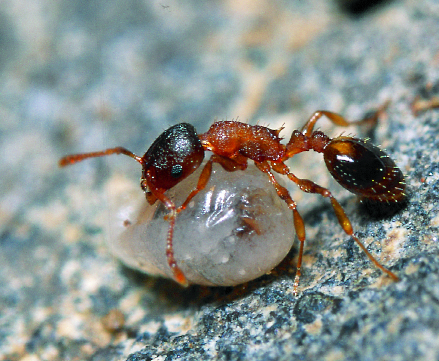 11062013110201 955 art 147 temnothorax saxonicus seifert