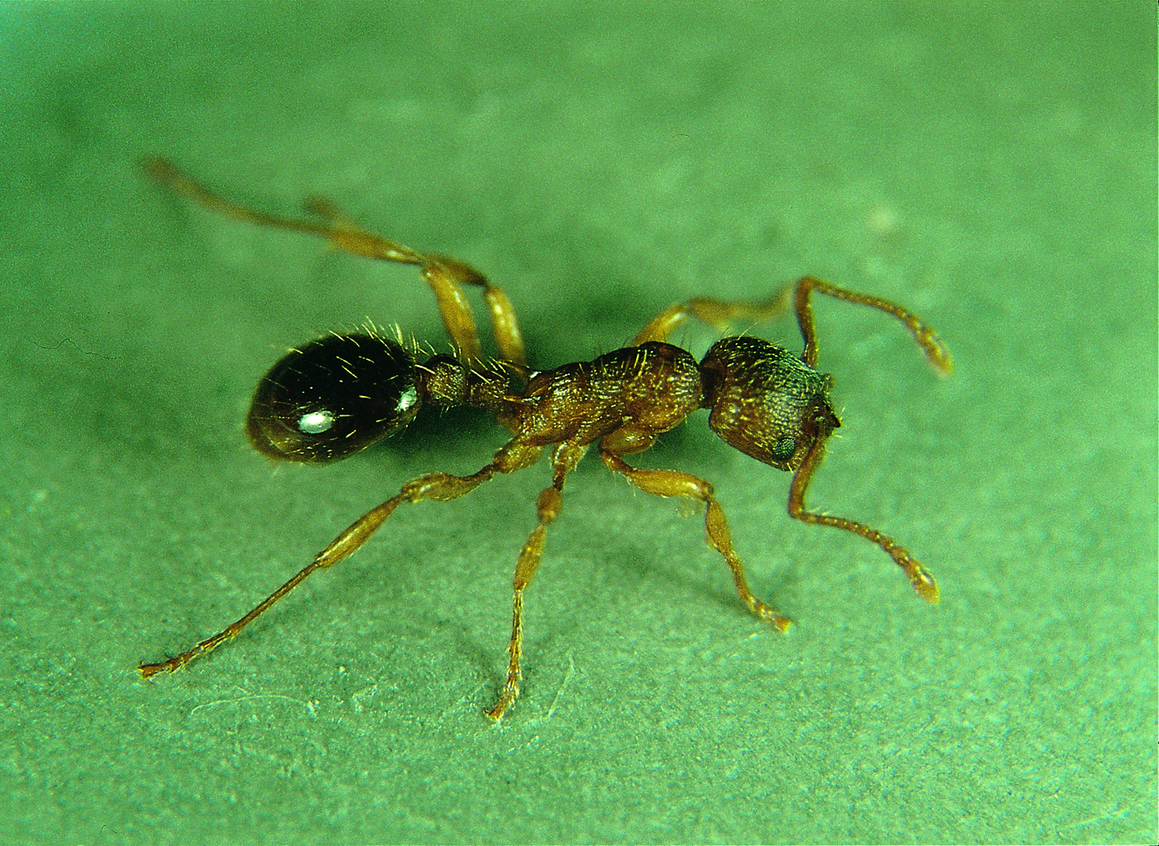 11062013110448 956 art 128 myrmica curvithorax seifert