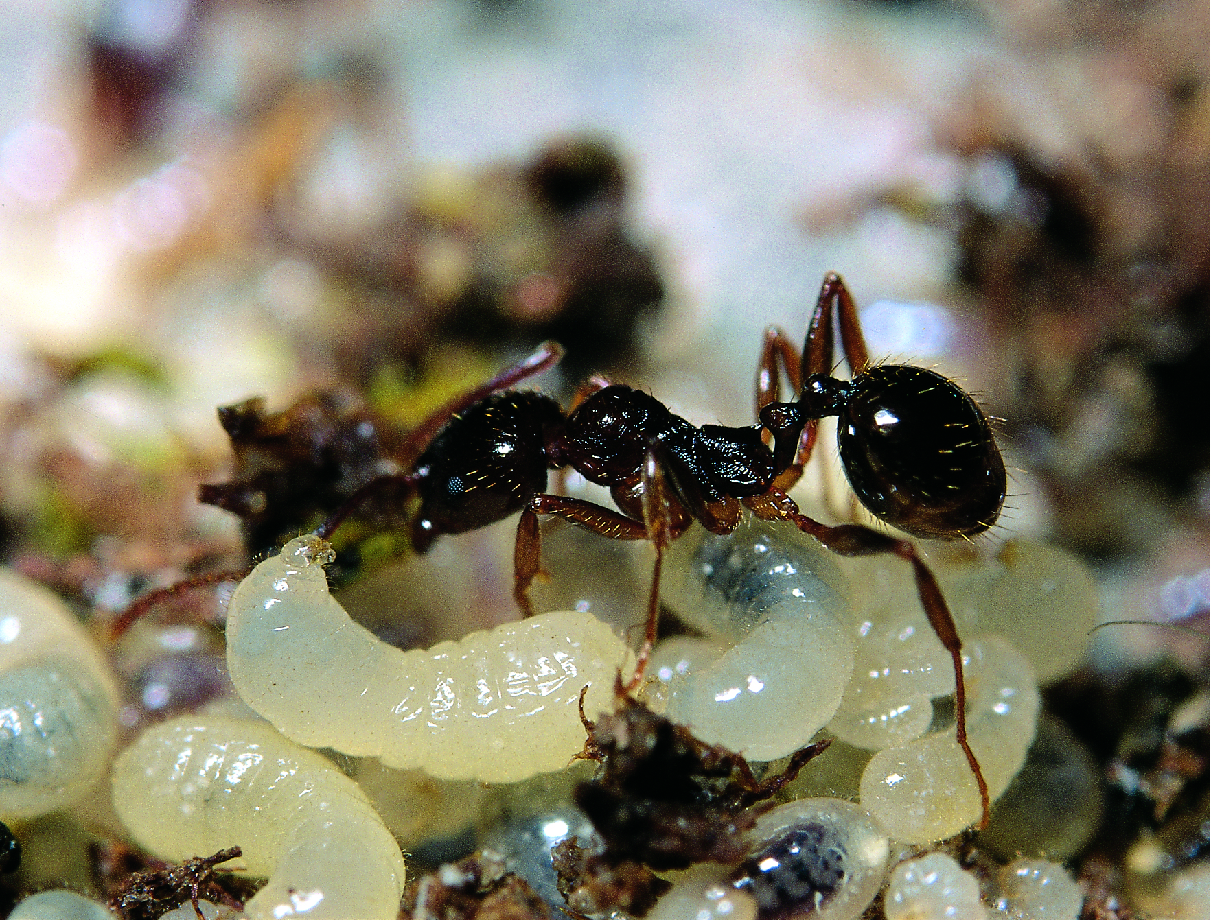 11062013110654 957 art 86 aphaenogaster subterranea seifert