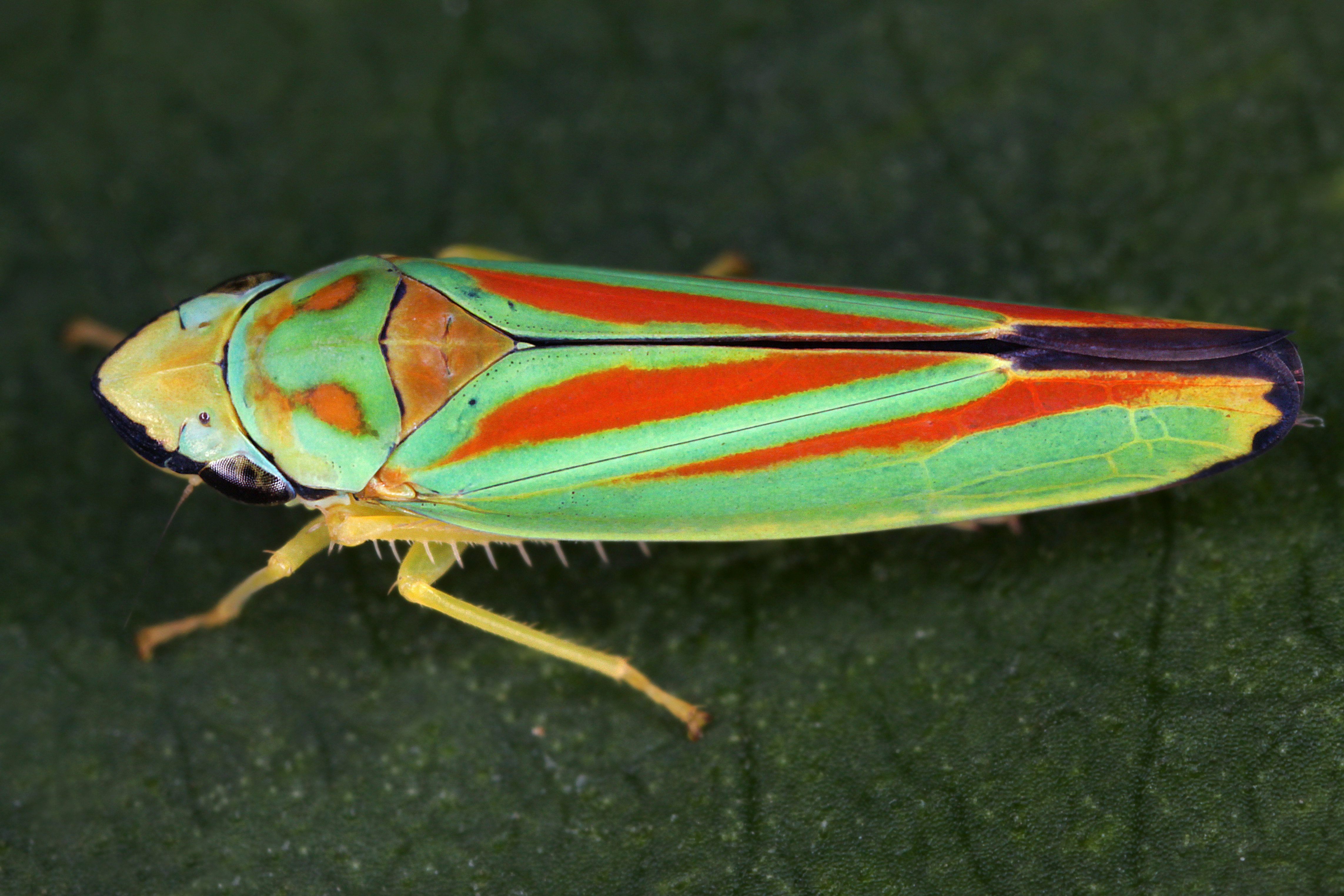 11072013001114 1106 art 948 graphocephala fennahi rhododendronzikadem1.2