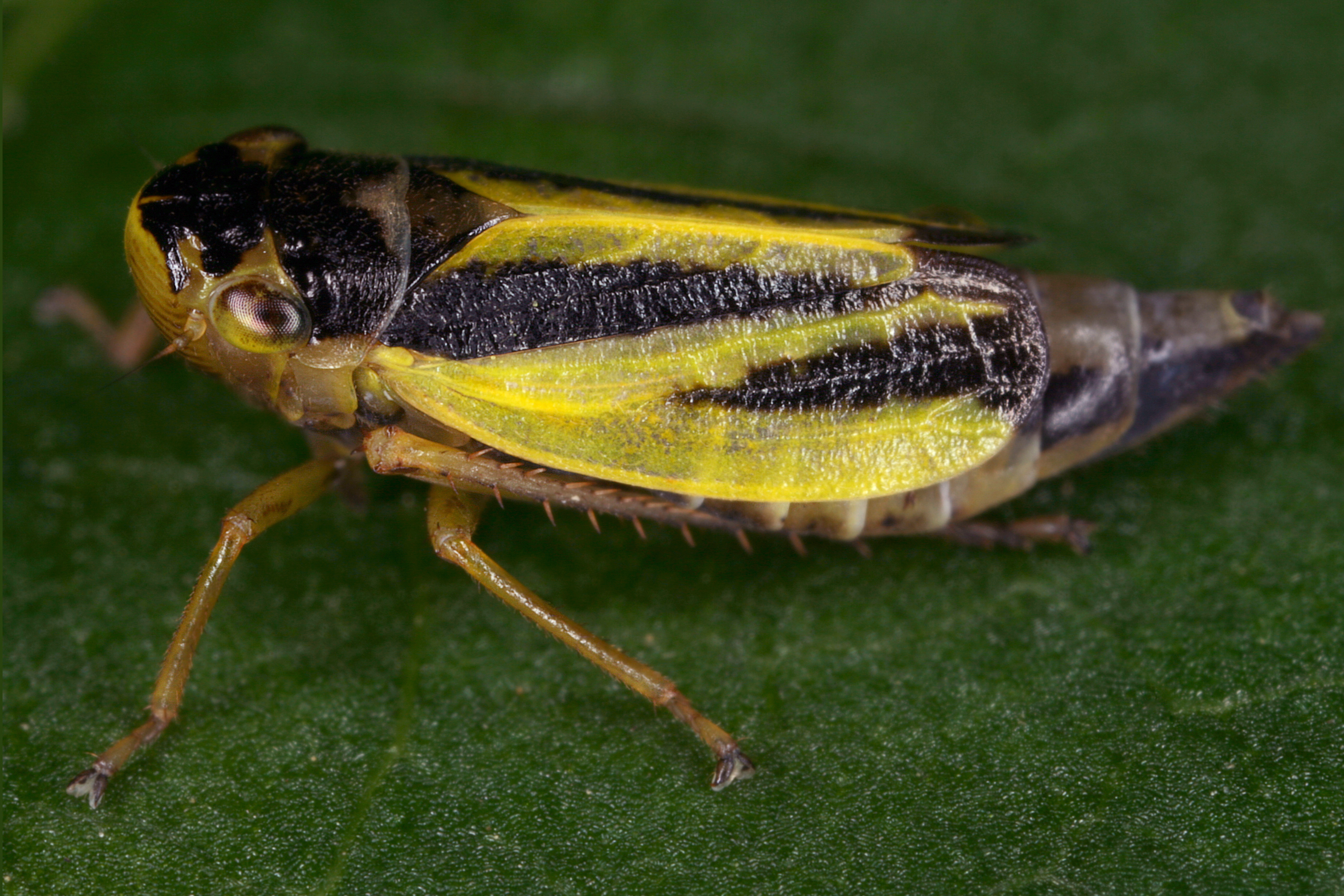 11072013003154 1108 art 952 evacanthus interruptus wiesen schmuckzikadew1.2